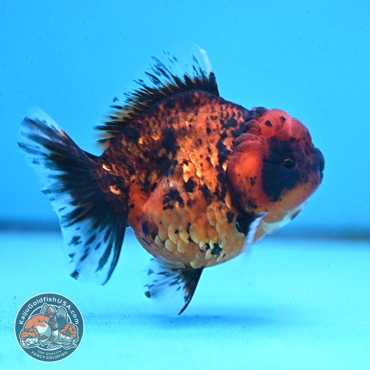 Shogun Tiger Oranda 3.5 inches Body - Male (250418_OR02)