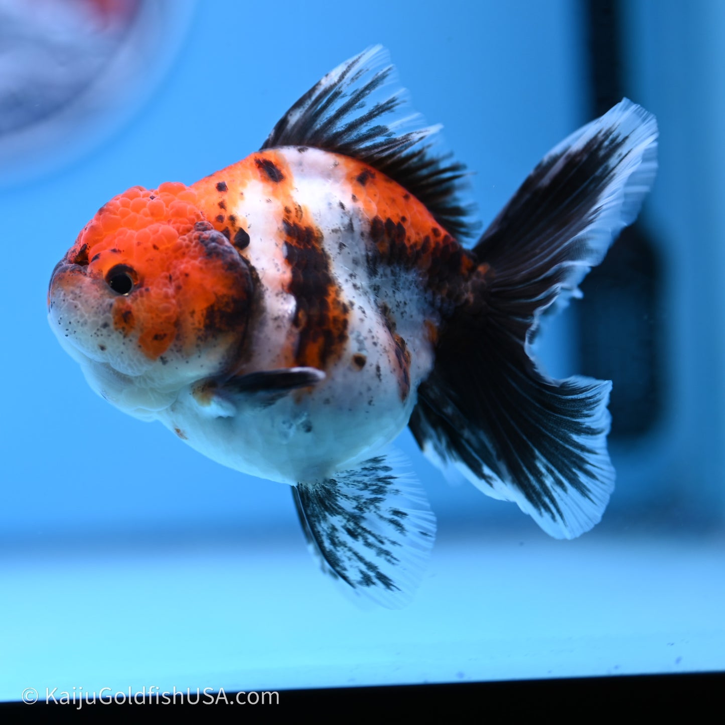 Shogun Godzilla Calico Rose Tail Oranda 3.5in Body (240719_OR02) - Kaiju Goldfish USA