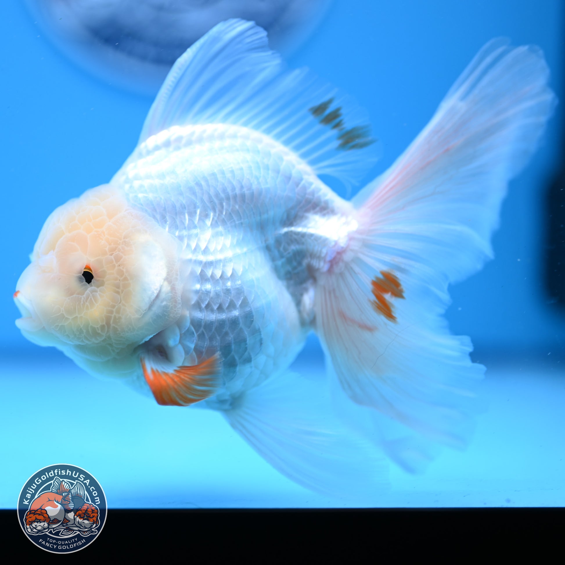 Red White Rose Tail Oranda 4-6 inches (240913_OR02) - Kaiju Goldfish USA