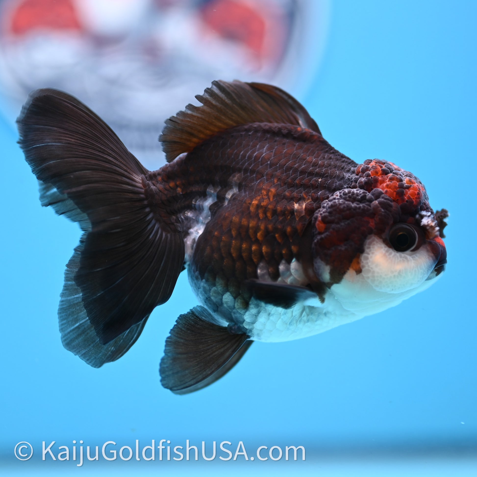 Tricolor Oranda 3.5in body (240726_OR02) - Kaiju Goldfish USA