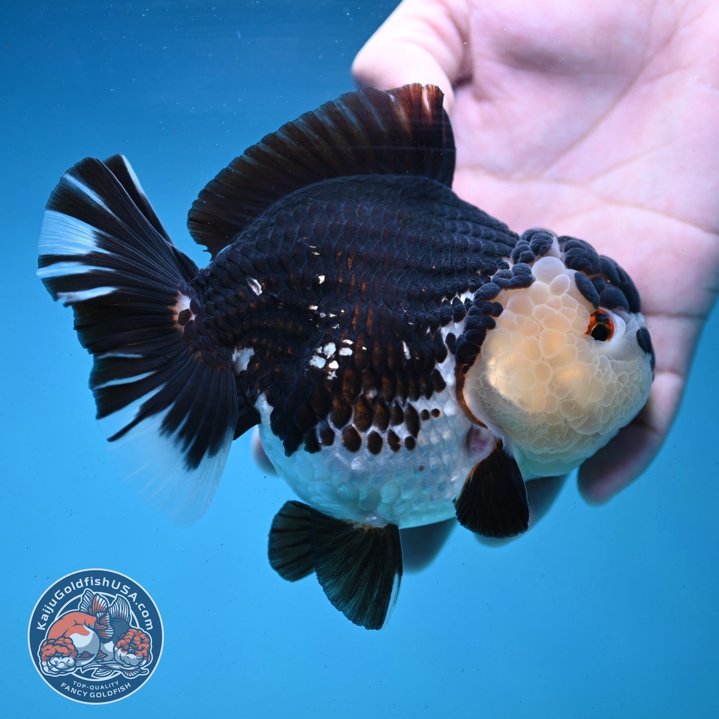 Panda Oranda 4.5 inch Body (250919_OR02)
