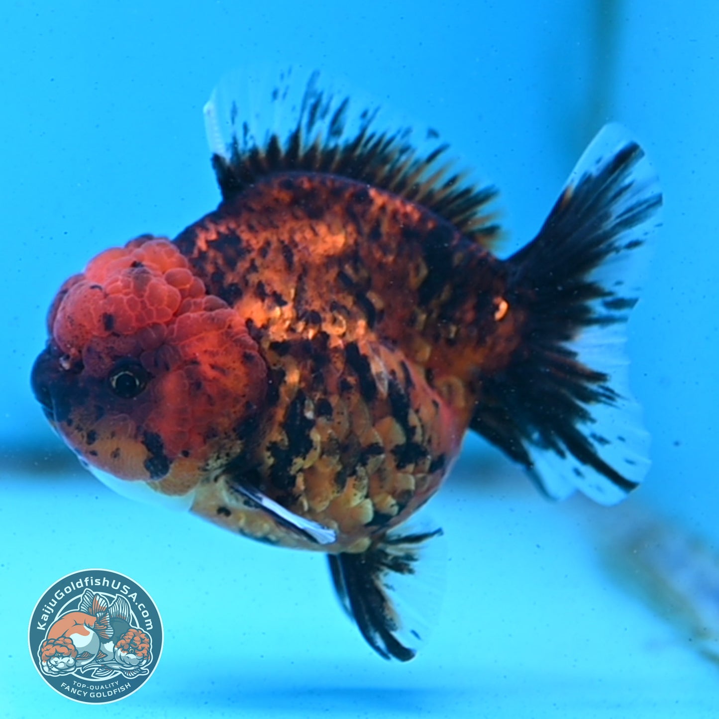 Shogun Tiger Oranda 3.5 inches Body - Male (250418_OR02)