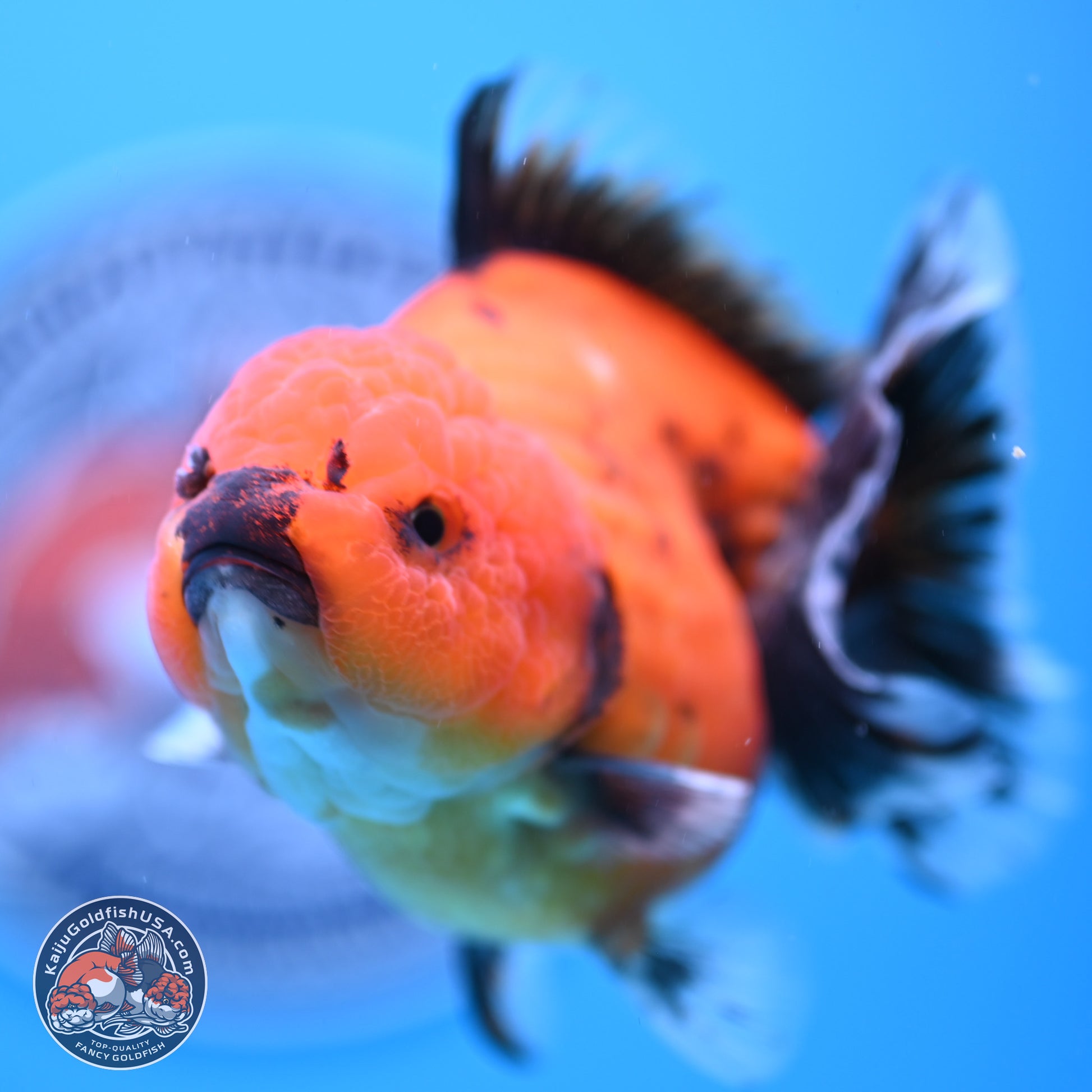 Shogun Tiger/Apache Oranda 4-4.5 inches (241004_OR02) - Kaiju Goldfish USA