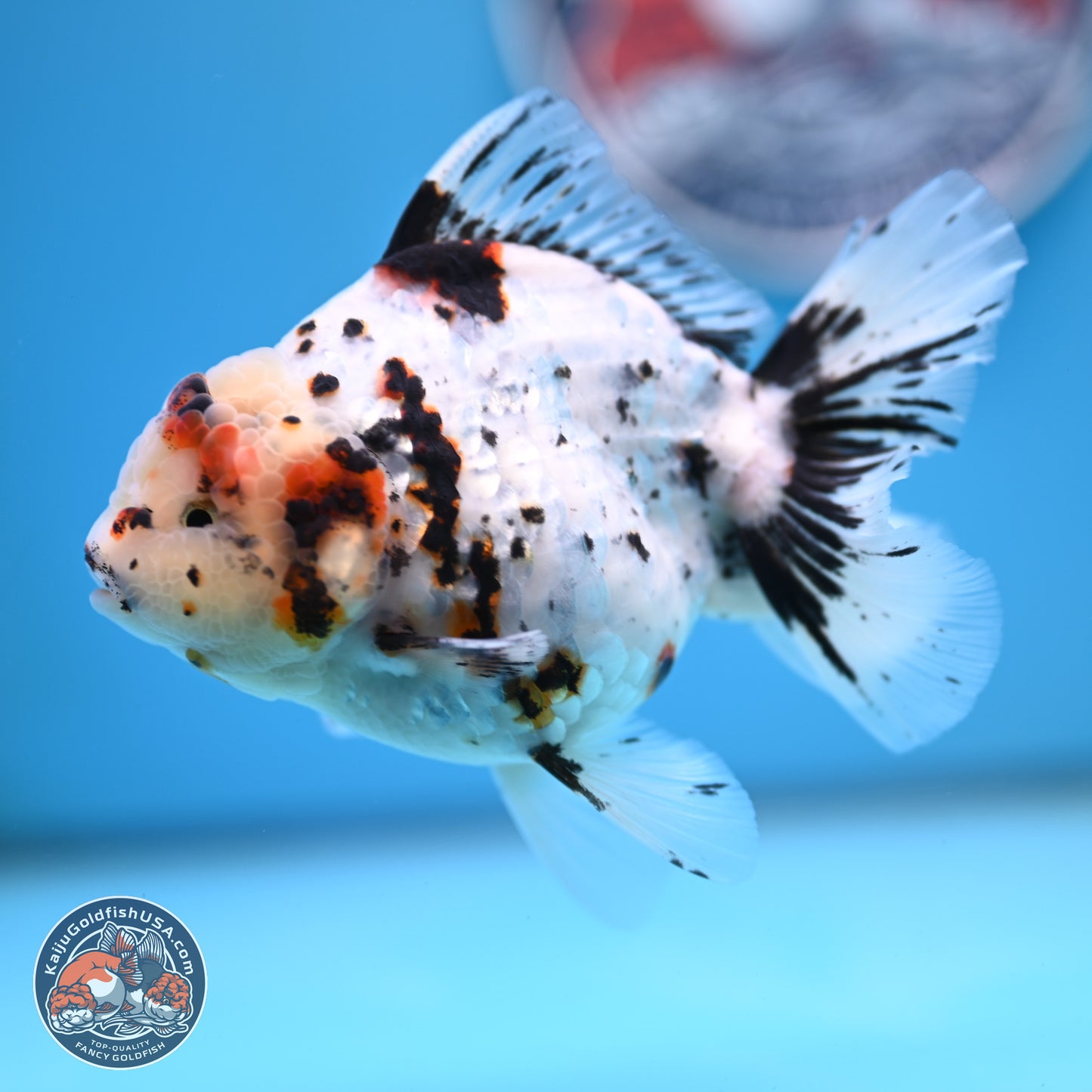 White Tiger Oranda 5.5 inches (241101_OR02) - Kaiju Goldfish USA