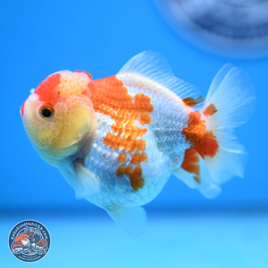 Red White YuanBao Oranda 3.5-4 inches (240927_OR2) - Kaiju Goldfish USA