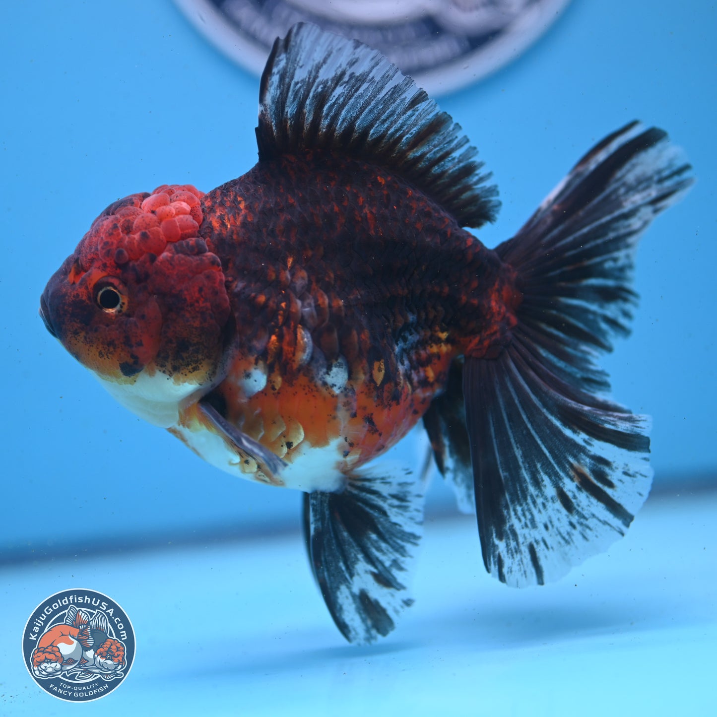 Red Kirin Rose Tail Oranda 6 inches - Female (241122_OR02) - Kaiju Goldfish USA