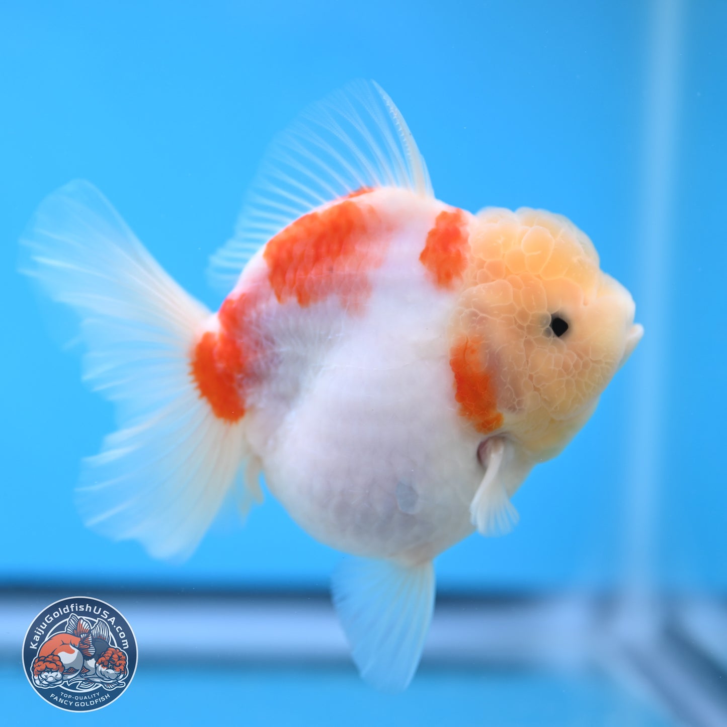 Sakura YuanBao Oranda 3.5 inches Body - Female (250207_OR02)