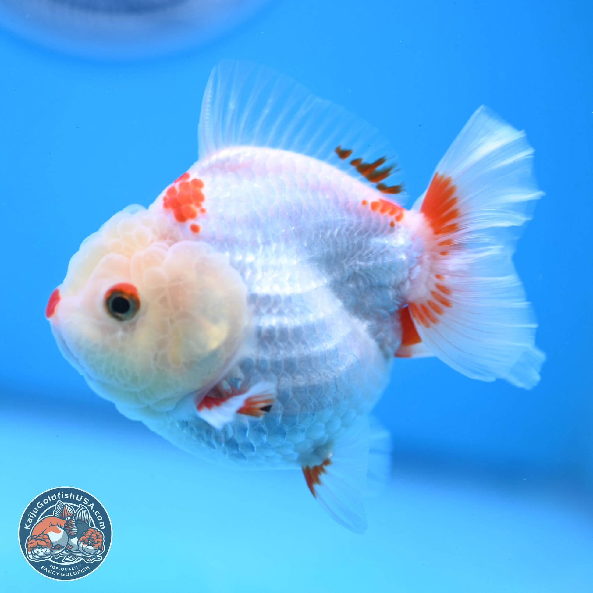 Red White YuanBao Oranda 3.25 inches Body - Female (250103_OR02) - Kaiju Goldfish USA