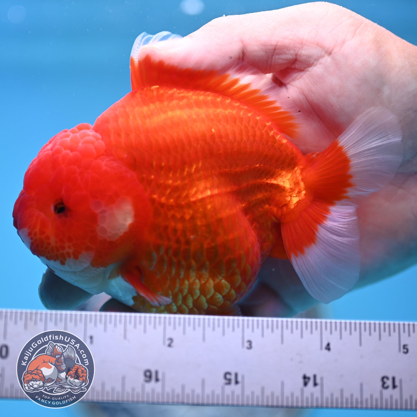 Red White YuanBao Oranda 4 inches Body (250516_OR02)