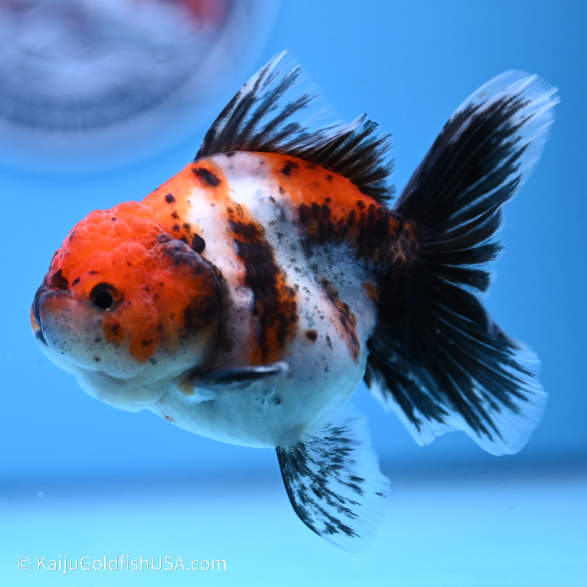 Shogun Godzilla Calico Rose Tail Oranda 3.5in Body (240719_OR02) - Kaiju Goldfish USA