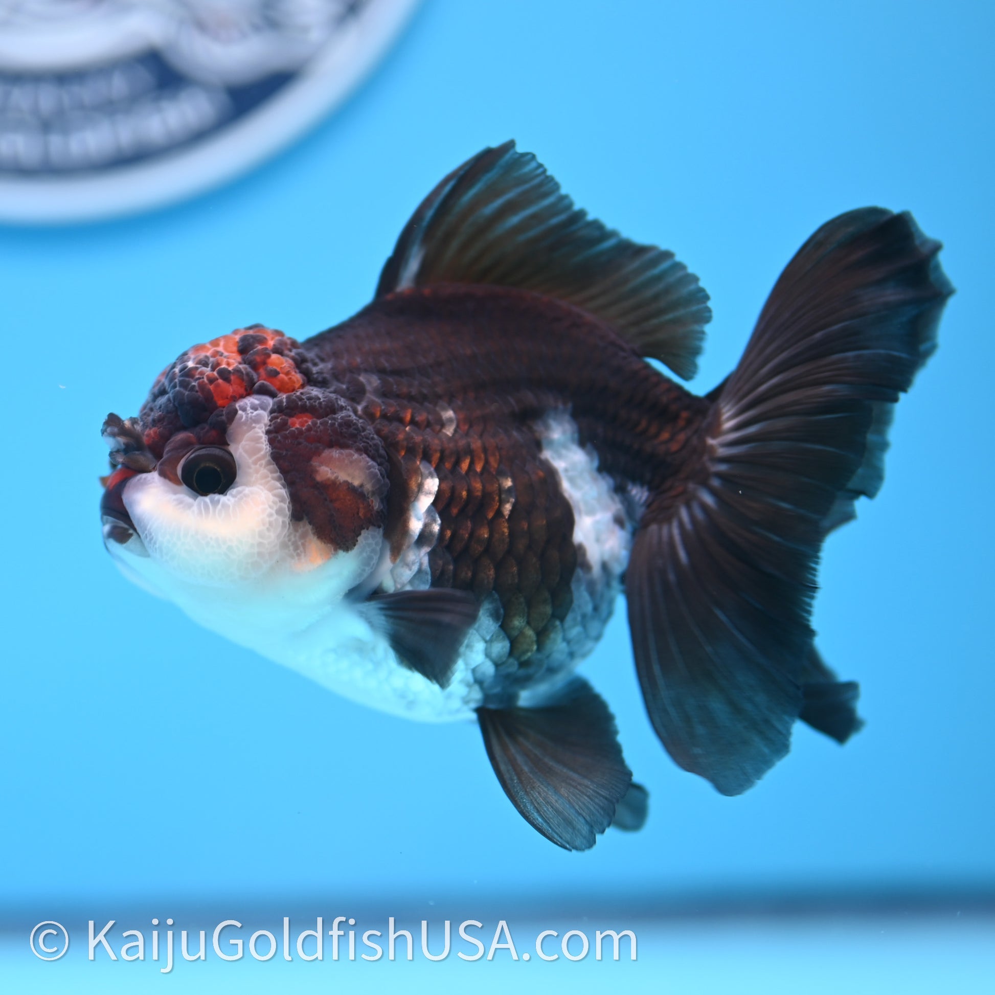 Tricolor Oranda 3.5in body (240726_OR02) - Kaiju Goldfish USA