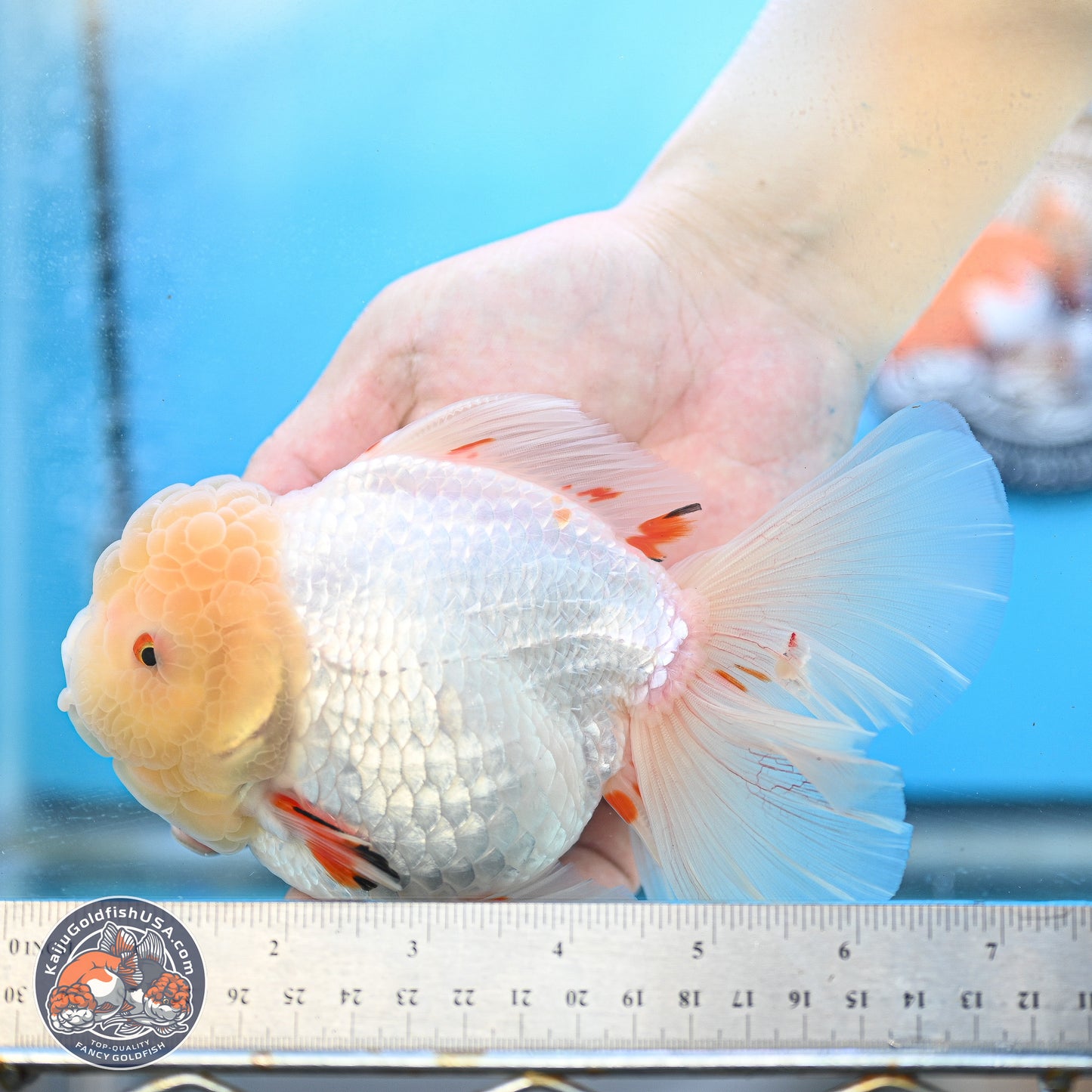 Lemon Head Red White Rose Tail Oranda 4.5 inches Body - Female (250214_OR02)
