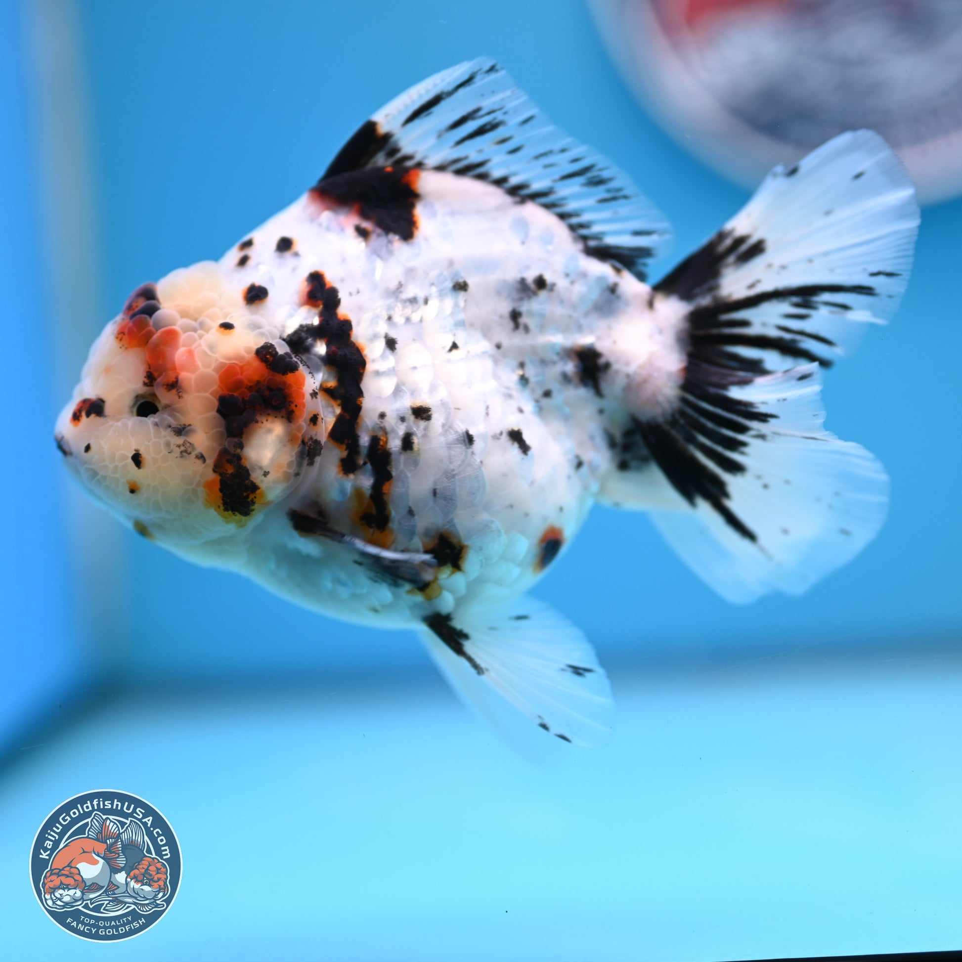 White Tiger Oranda 5.5 inches (241101_OR02) - Kaiju Goldfish USA