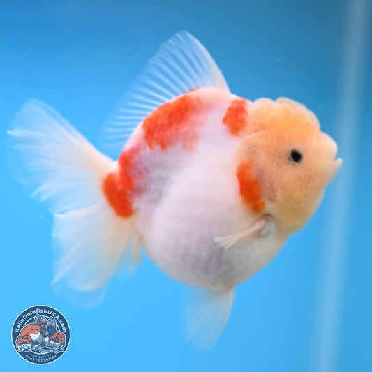 Sakura YuanBao Oranda 3.5 inches Body - Female (250207_OR02)