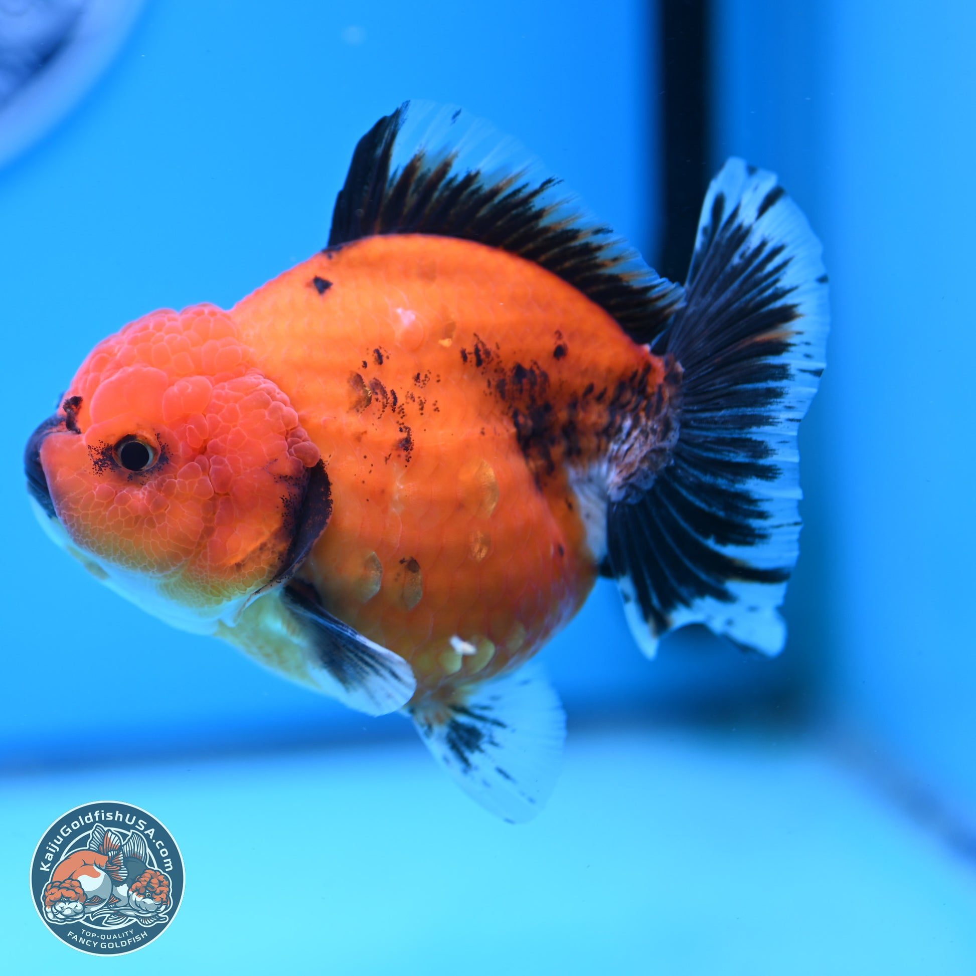 Shogun Tiger/Apache Oranda 4-4.5 inches (241004_OR02) - Kaiju Goldfish USA