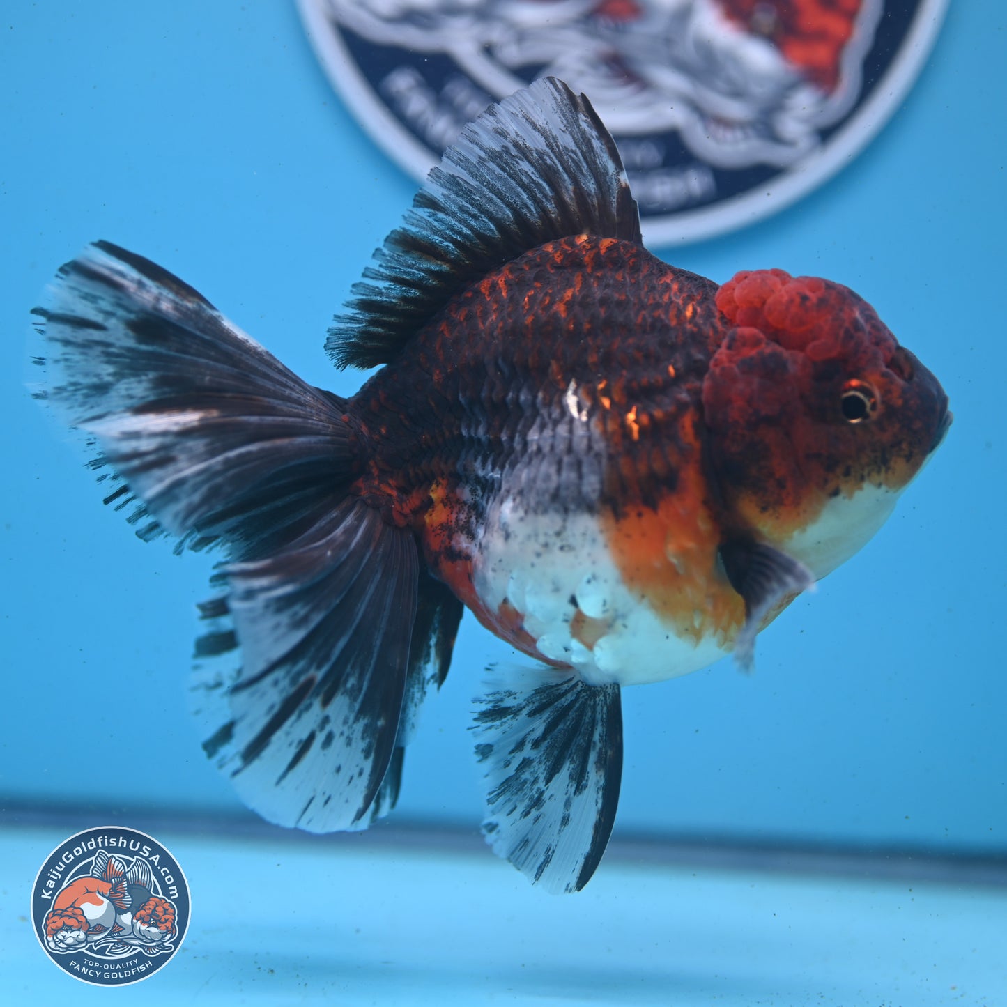 Red Kirin Rose Tail Oranda 6 inches - Female (241122_OR02) - Kaiju Goldfish USA