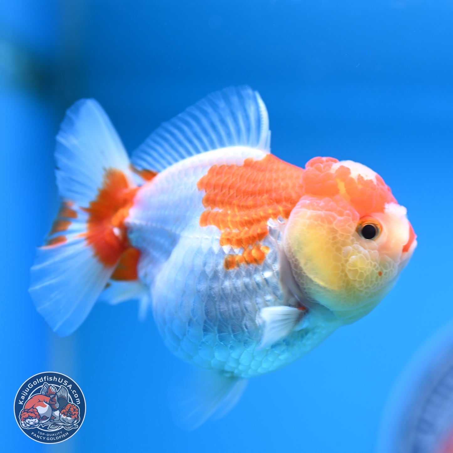 Red White YuanBao Oranda 3.5-4 inches (240927_OR2) - Kaiju Goldfish USA