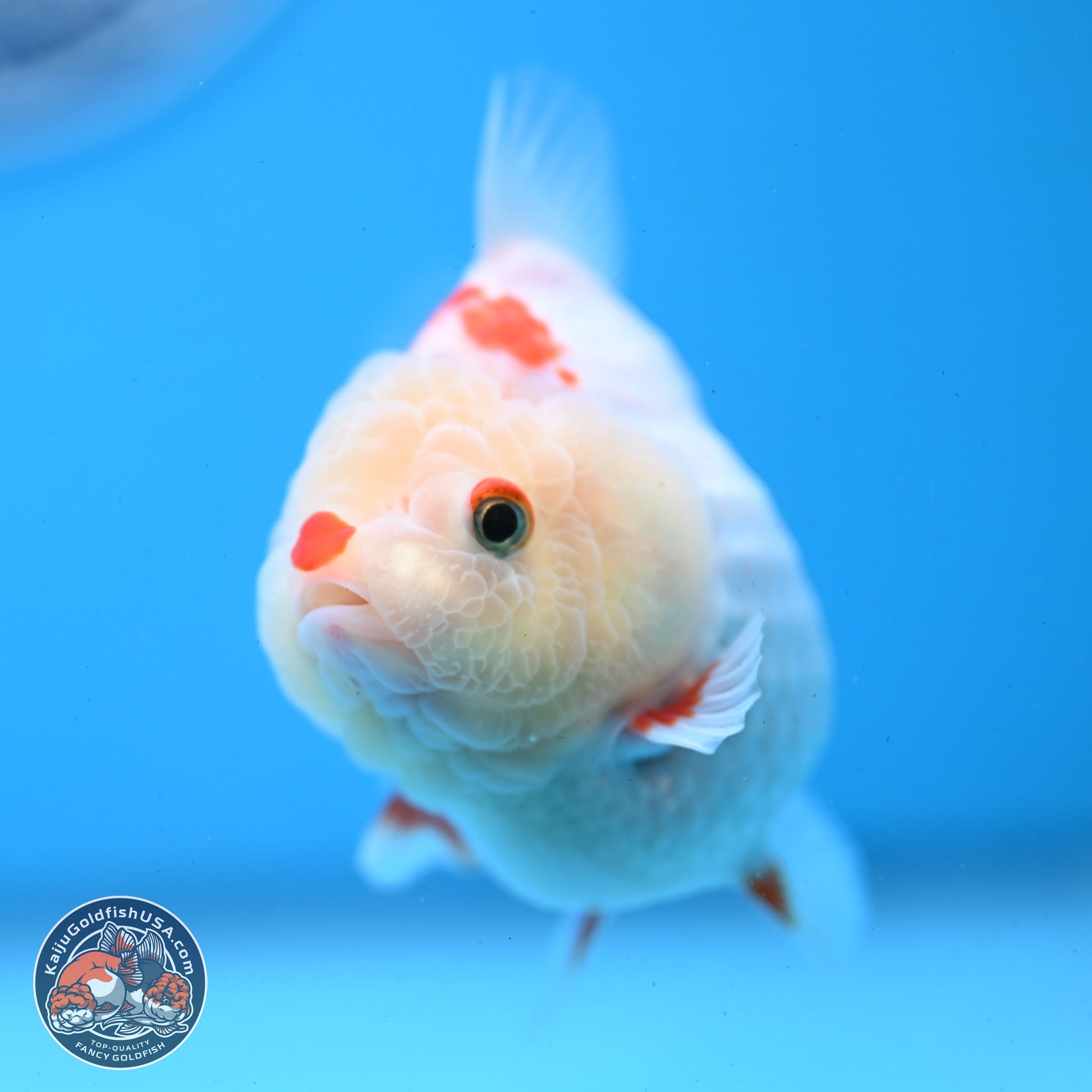 Red White YuanBao Oranda 3.25 inches Body - Female (250103_OR02) - Kaiju Goldfish USA