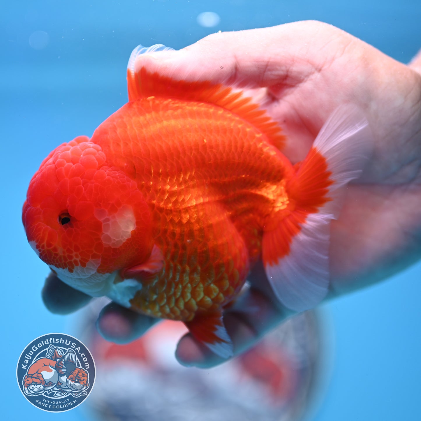 Red White YuanBao Oranda 4 inches Body (250516_OR02)