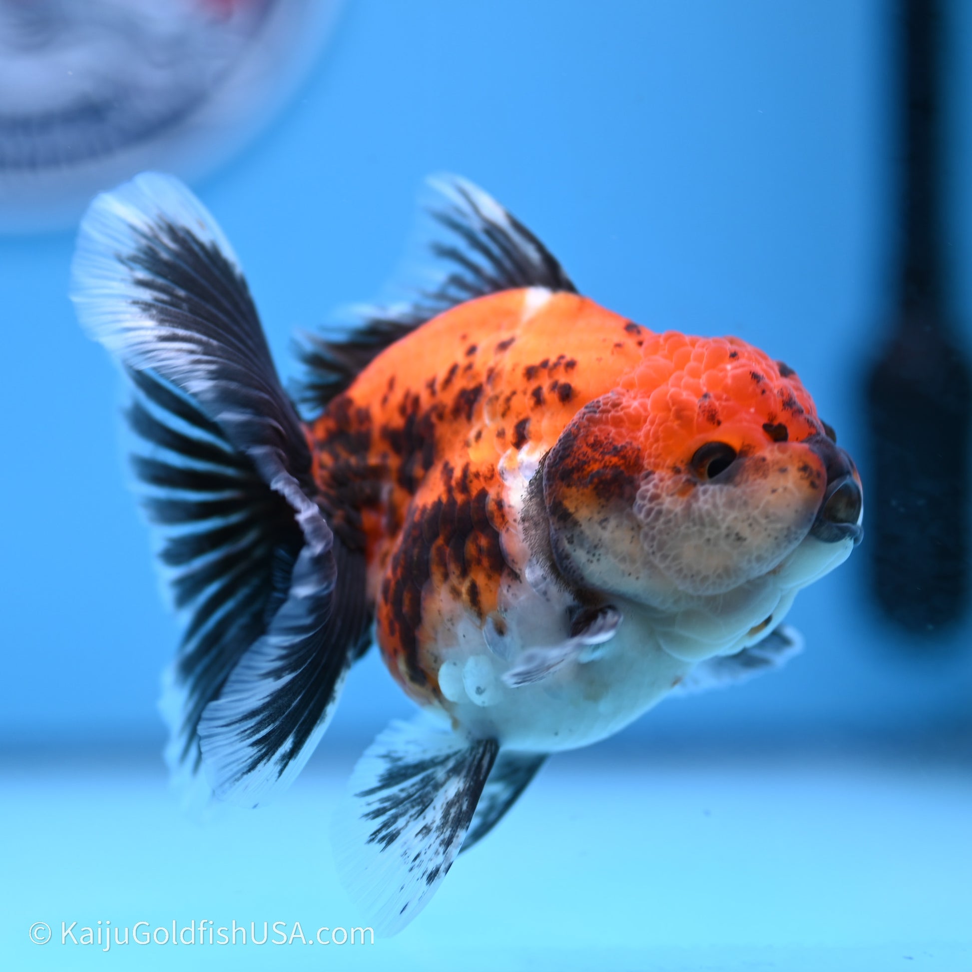 Shogun Godzilla Calico Rose Tail Oranda 3.5in Body (240719_OR02) - Kaiju Goldfish USA