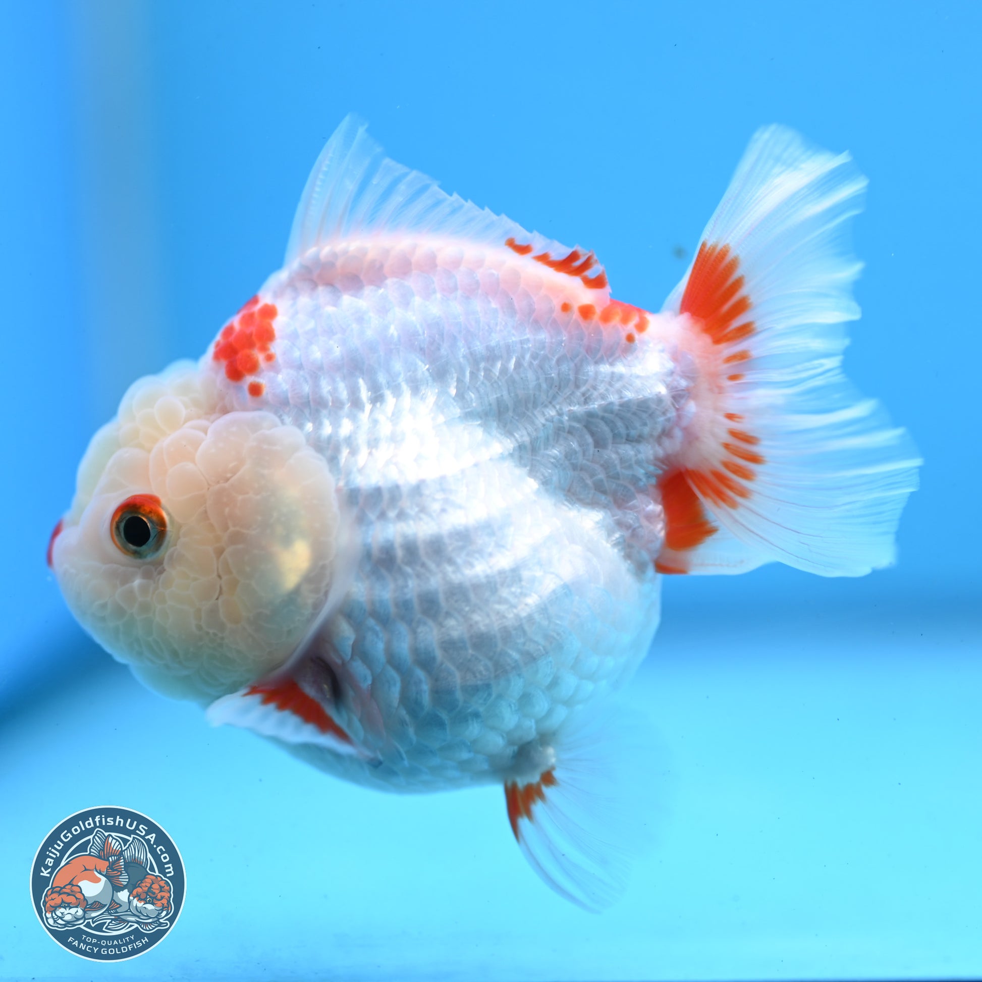 Red White YuanBao Oranda 3.25 inches Body - Female (250103_OR02) - Kaiju Goldfish USA