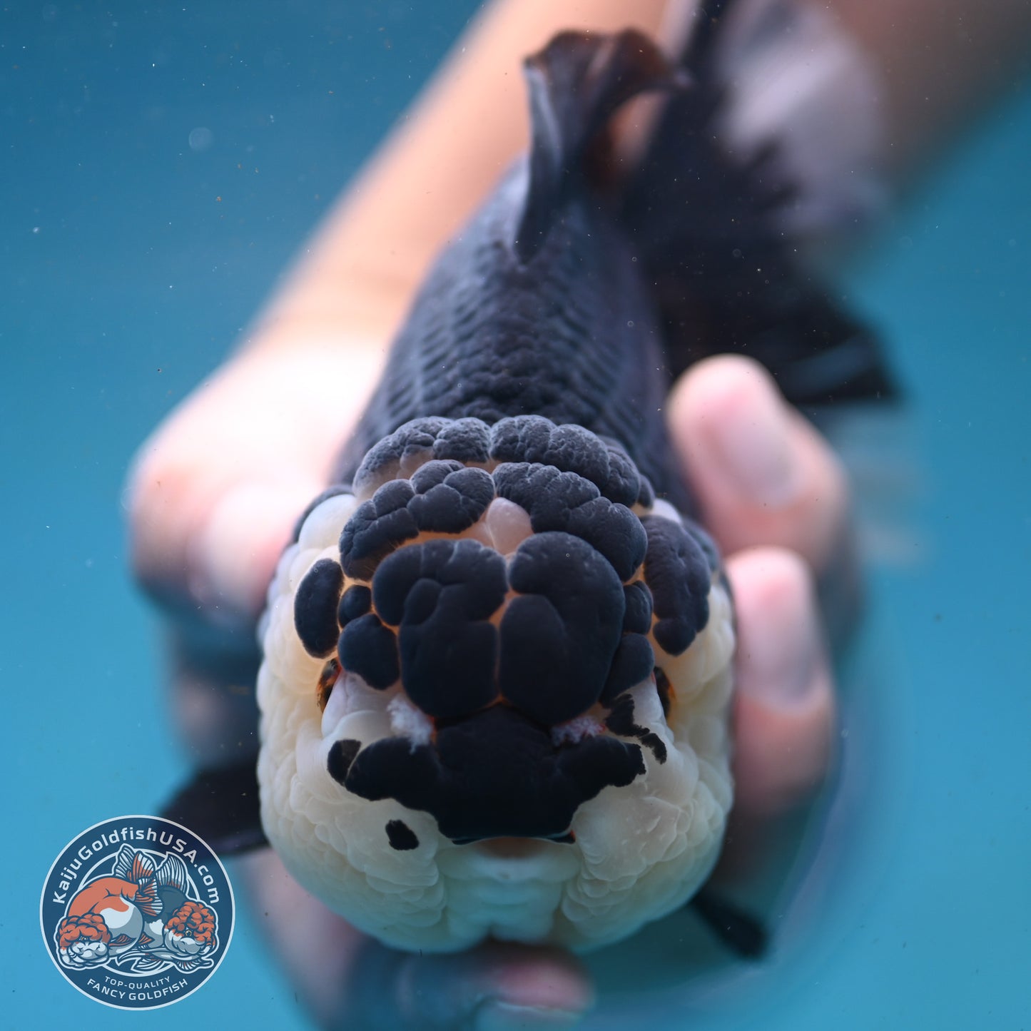 Panda Oranda 4.5 inch Body (250919_OR02)