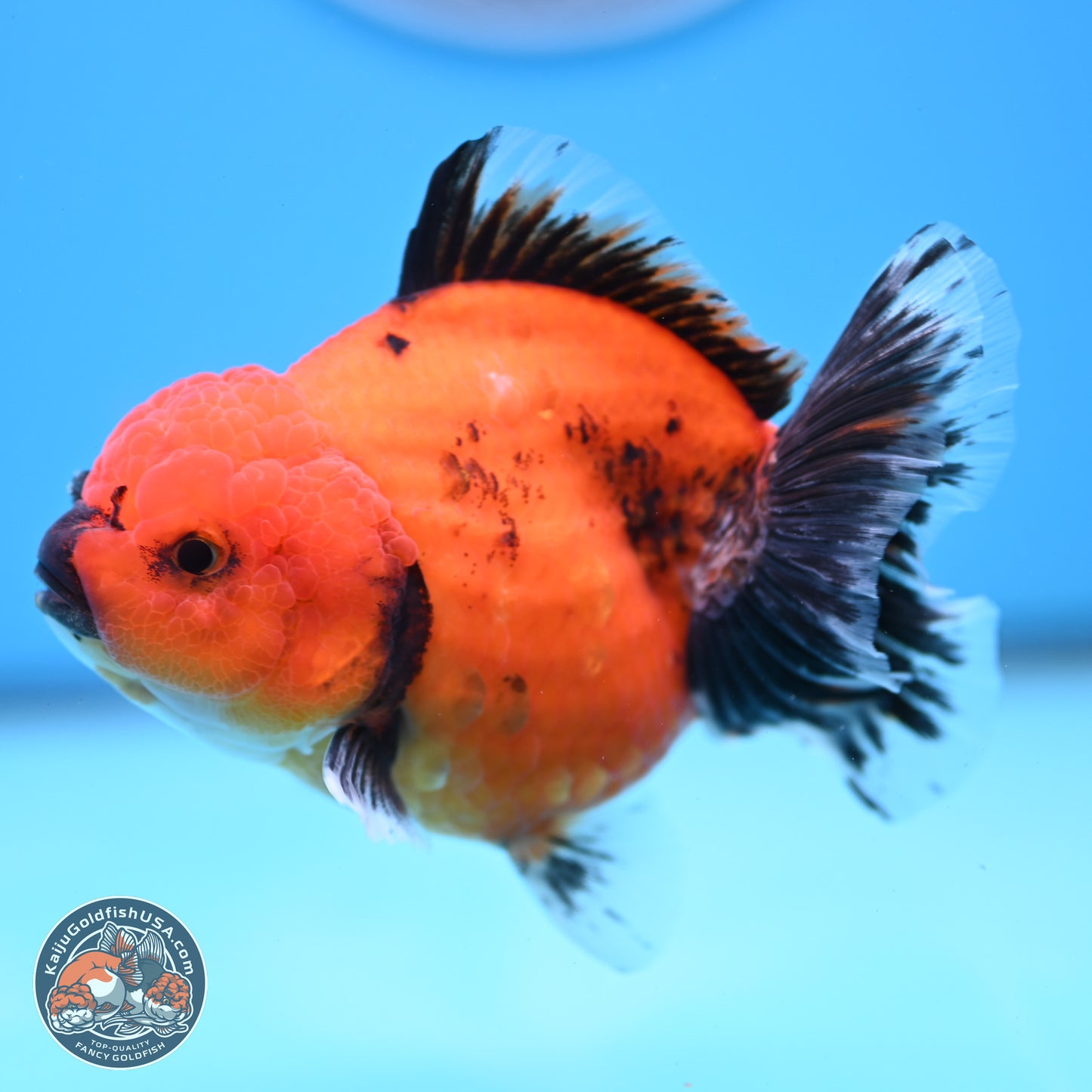 Shogun Tiger/Apache Oranda 4-4.5 inches (241004_OR02) - Kaiju Goldfish USA