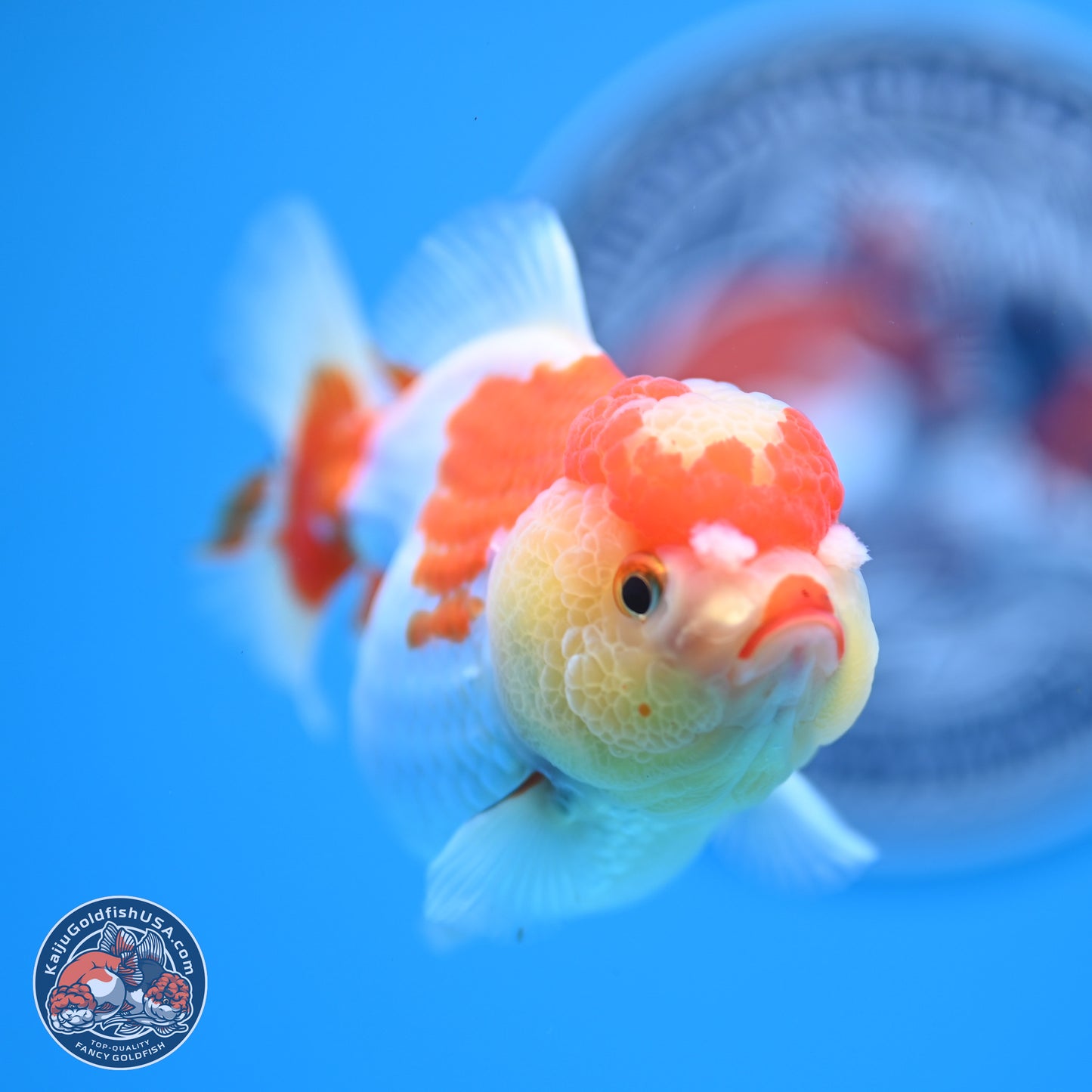 Red White YuanBao Oranda 3.5-4 inches (240927_OR2) - Kaiju Goldfish USA