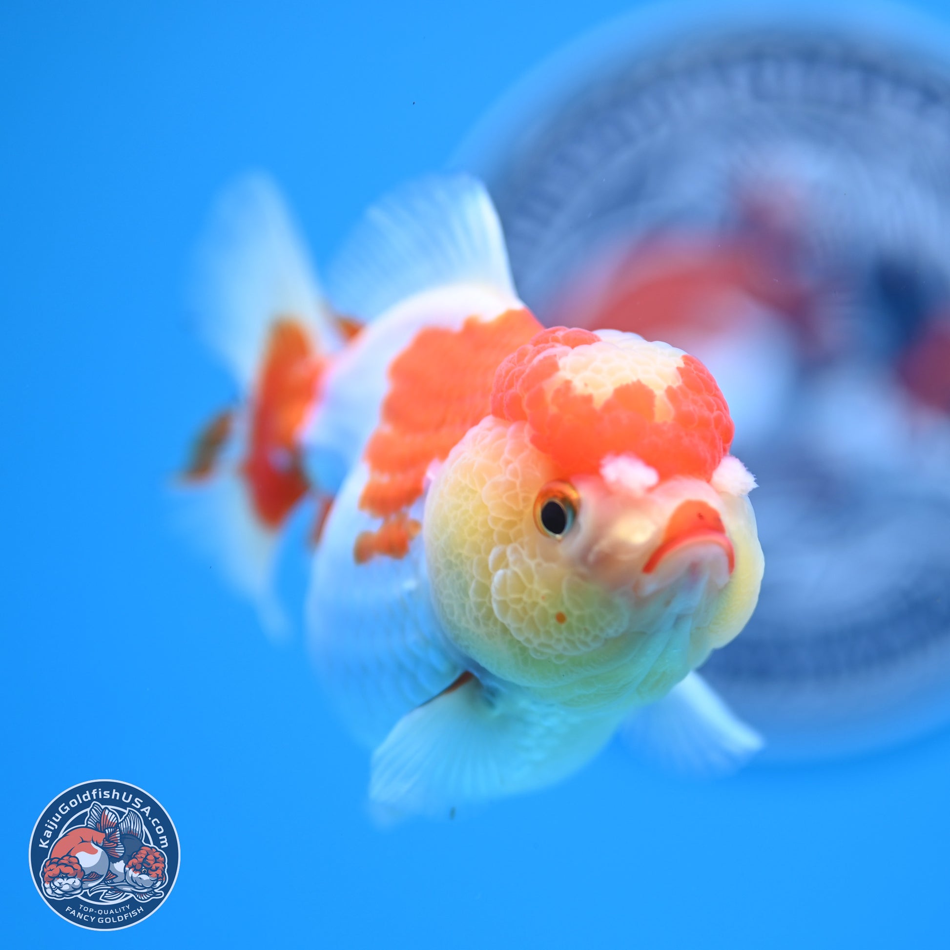 Red White YuanBao Oranda 3.5-4 inches (240927_OR2) - Kaiju Goldfish USA