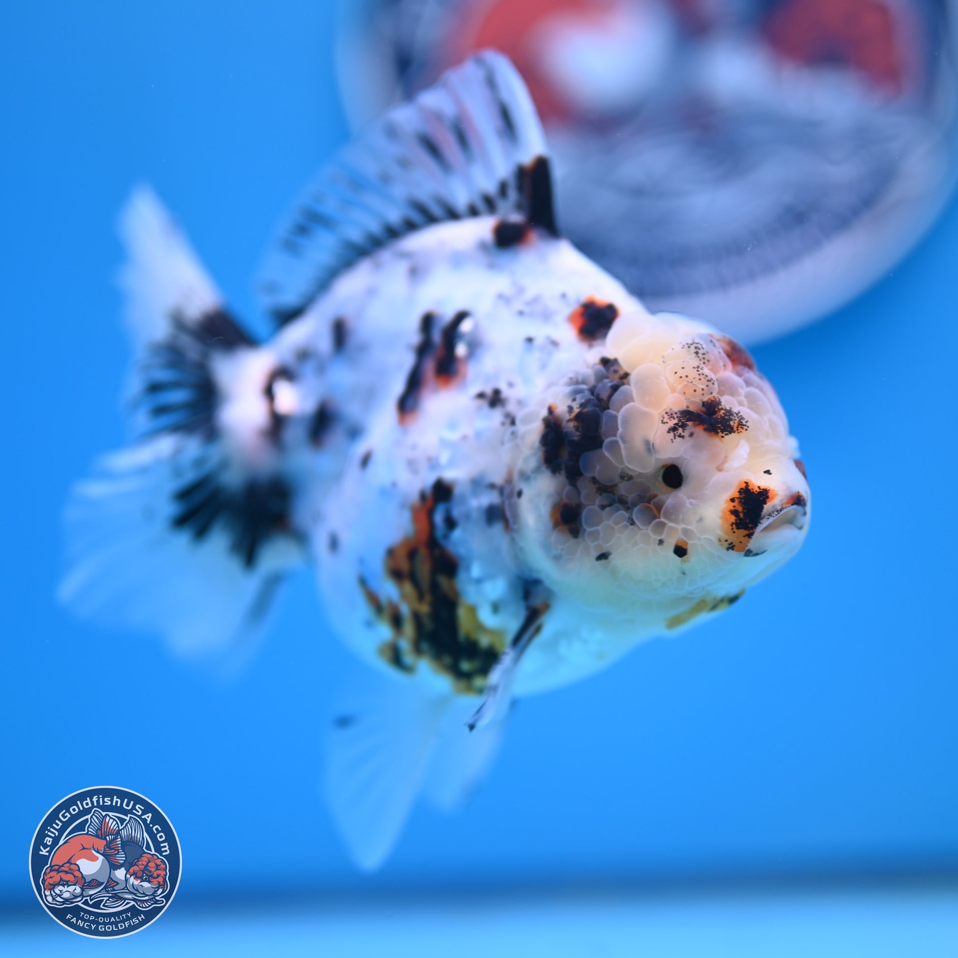 White Tiger Oranda 5.5 inches (241101_OR02) - Kaiju Goldfish USA