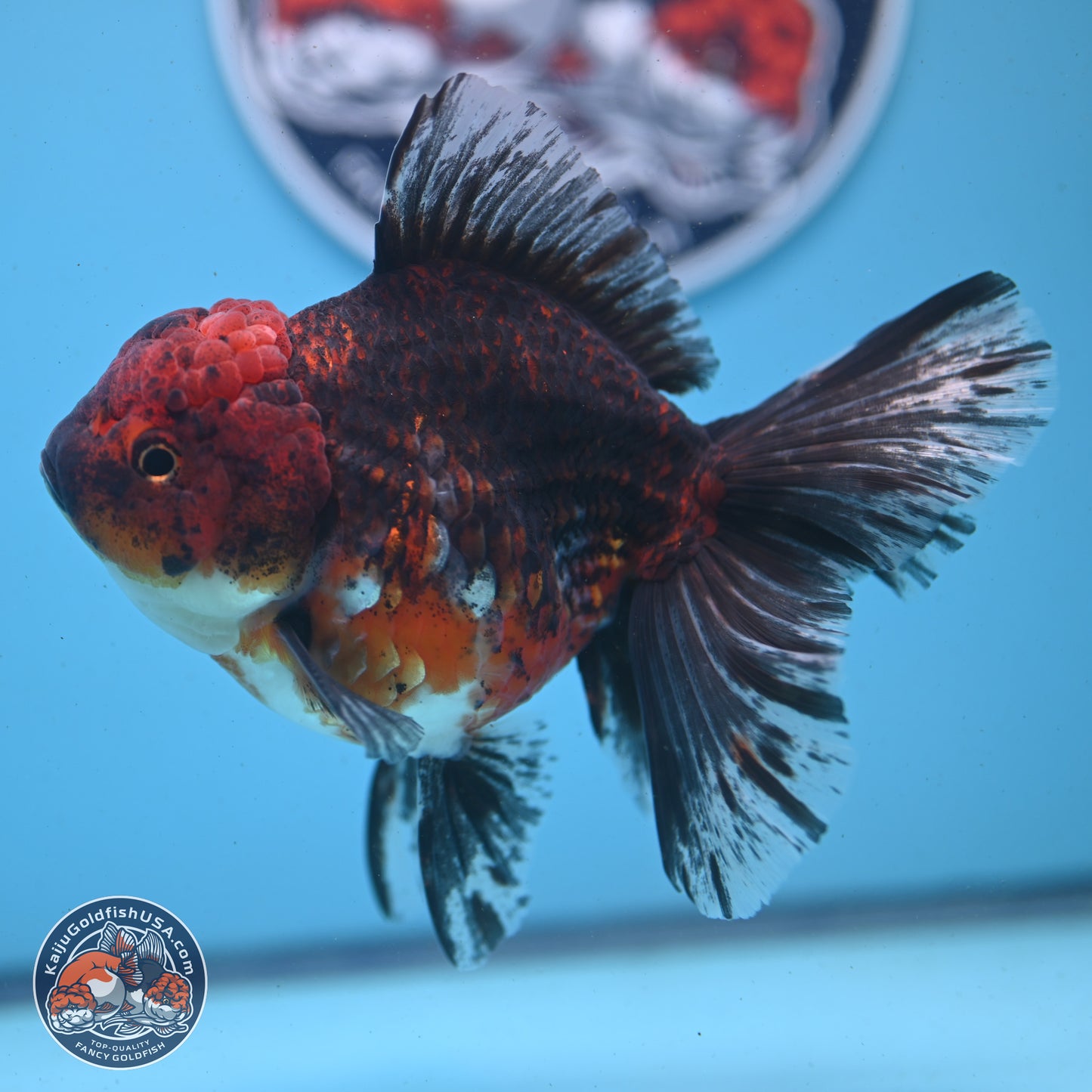 Red Kirin Rose Tail Oranda 6 inches - Female (241122_OR02) - Kaiju Goldfish USA