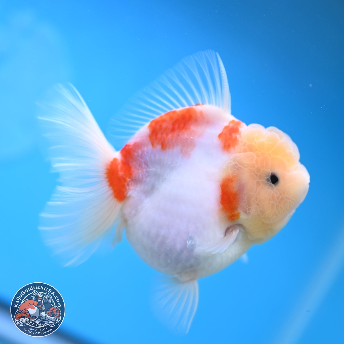 Sakura YuanBao Oranda 3.5 inches Body - Female (250207_OR02)