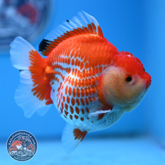 Jumbo Deer Spot Red White YuanBao Oranda 4.5 inches Body (250509_OR02)