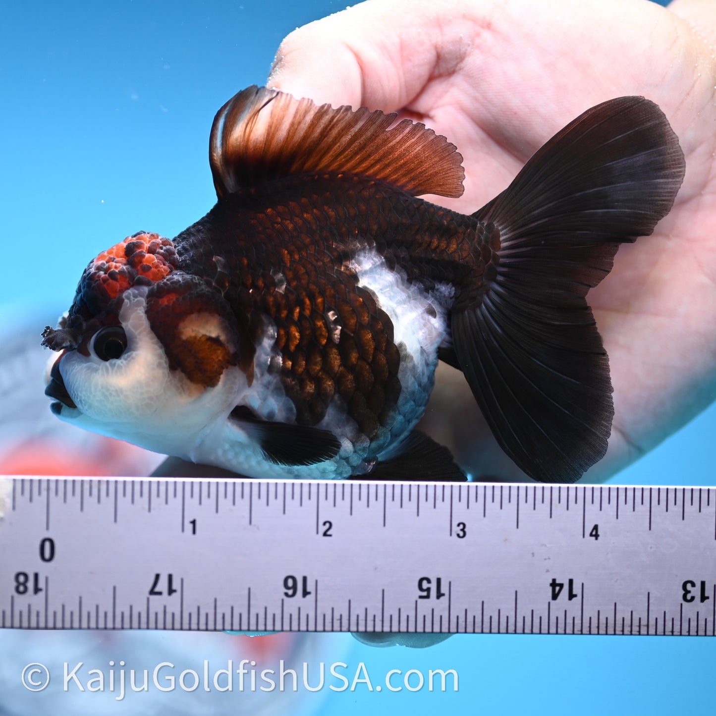 Tricolor Oranda 3.5in body (240726_OR02) - Kaiju Goldfish USA