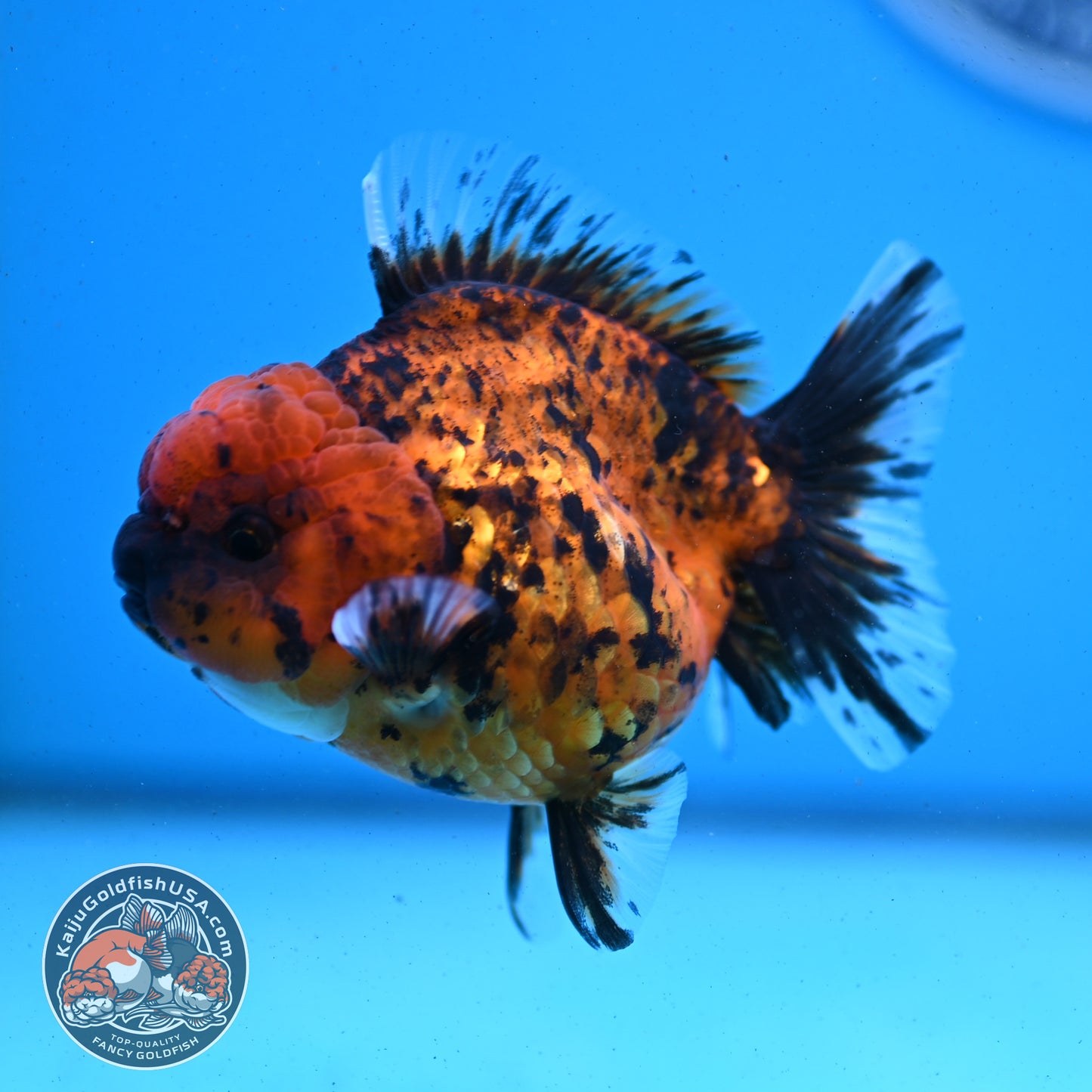 Shogun Tiger Oranda 3.5 inches Body - Male (250418_OR02)