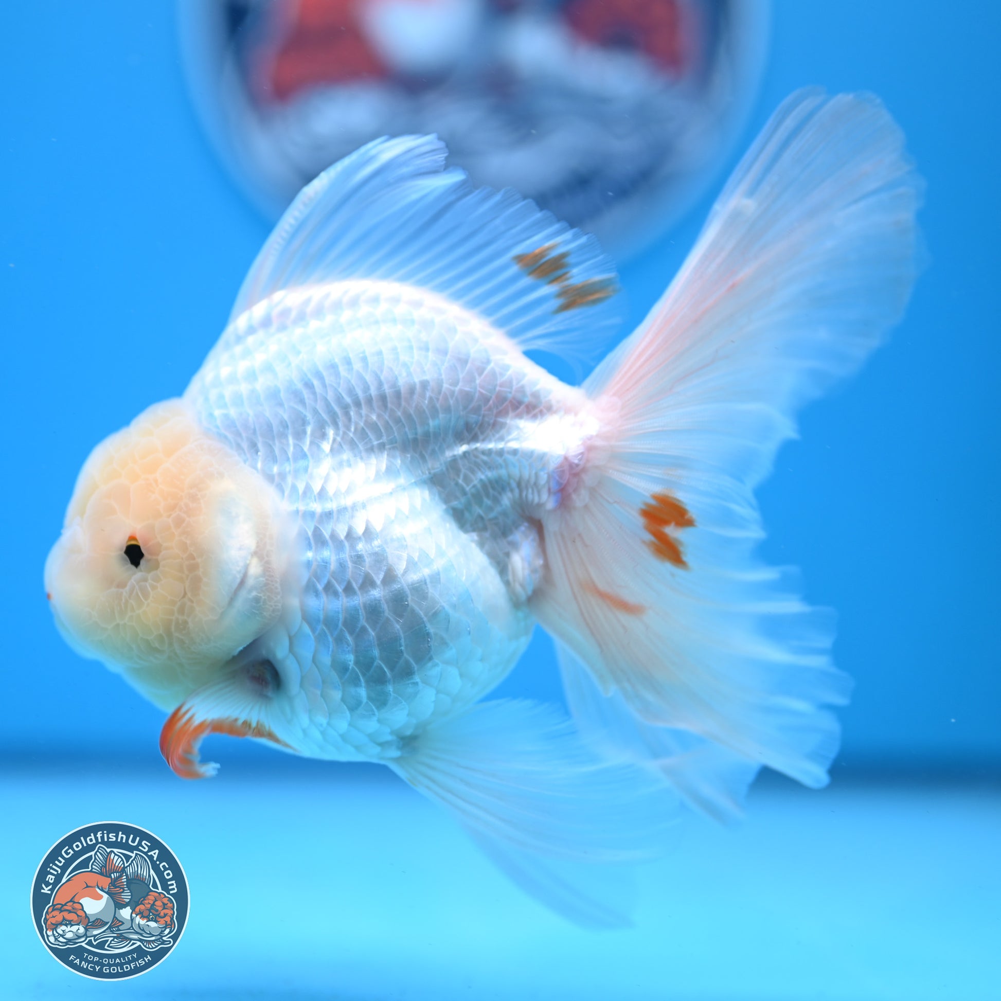 Red White Rose Tail Oranda 4-6 inches (240913_OR02) - Kaiju Goldfish USA