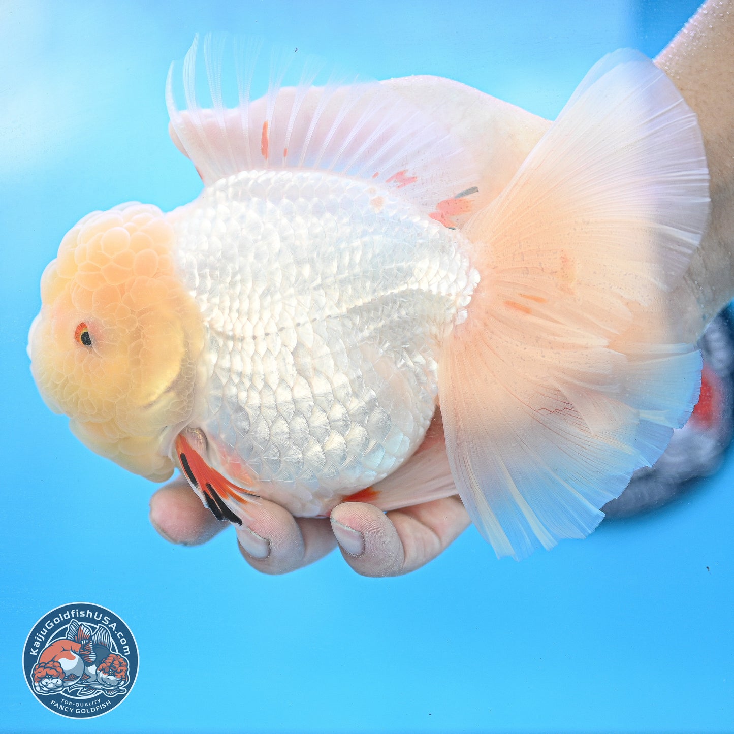 Lemon Head Red White Rose Tail Oranda 4.5 inches Body - Female (250214_OR02)