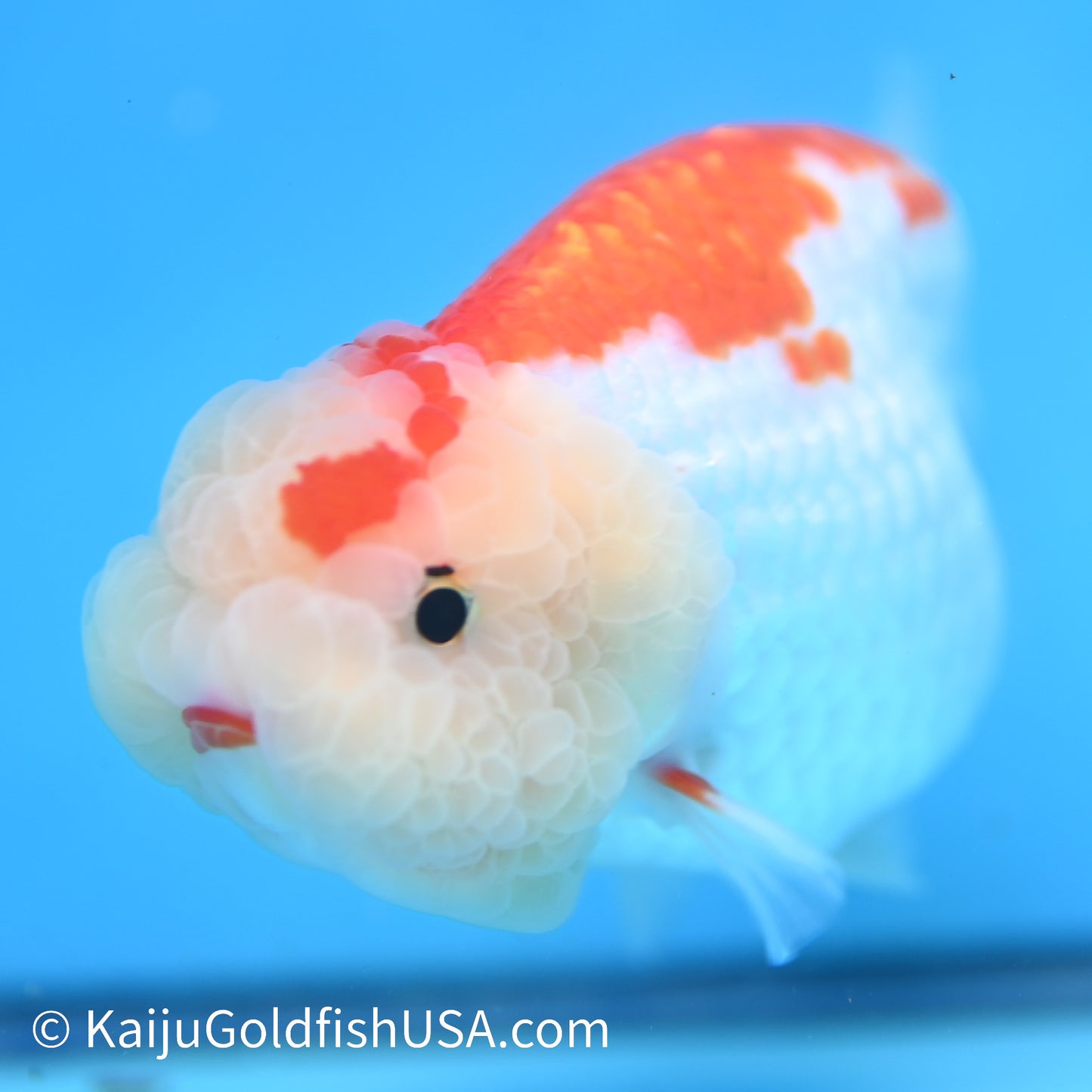 Red White Buffalo Ranchu 4.5 inches (240412_RC02) - Kaiju Goldfish USA