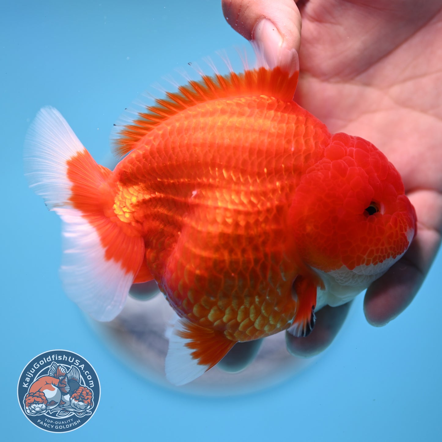 Red White YuanBao Oranda 4 inches Body (250516_OR02)