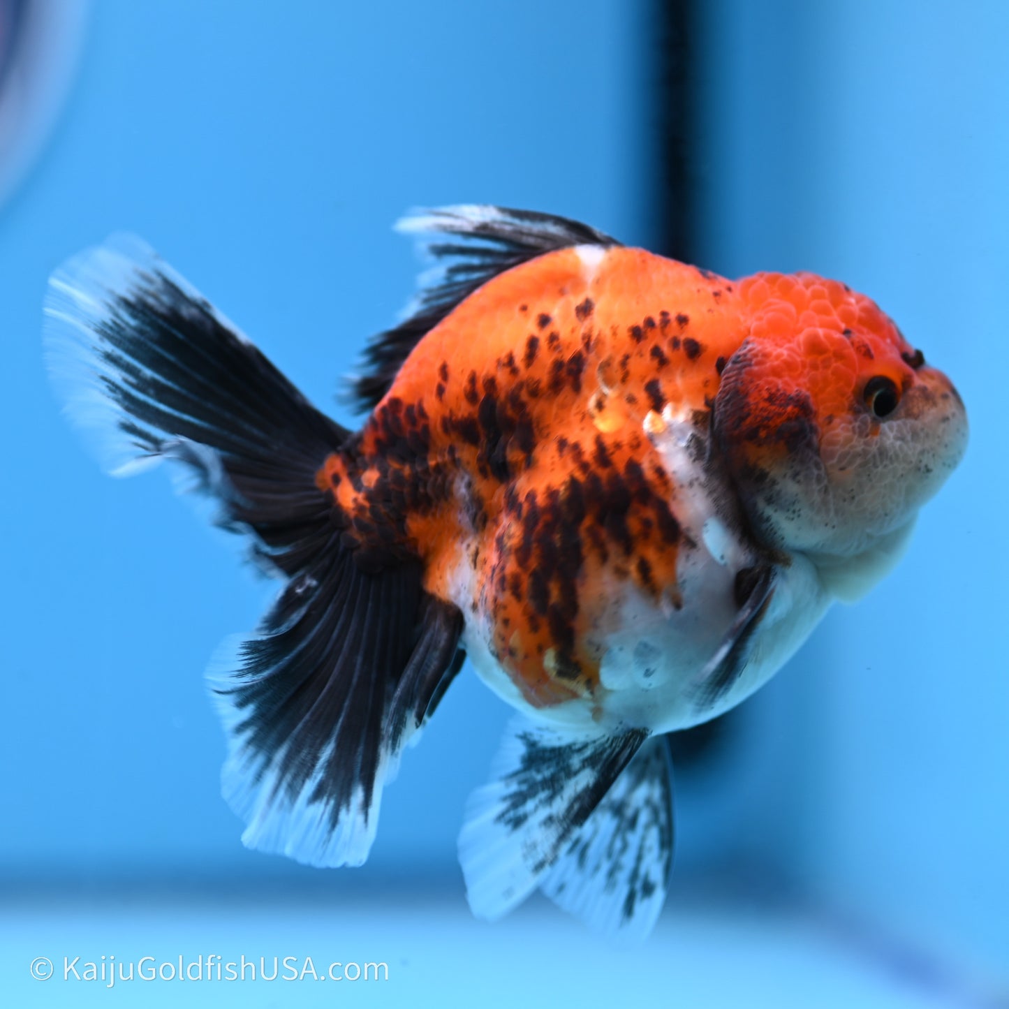 Shogun Godzilla Calico Rose Tail Oranda 3.5in Body (240719_OR02) - Kaiju Goldfish USA