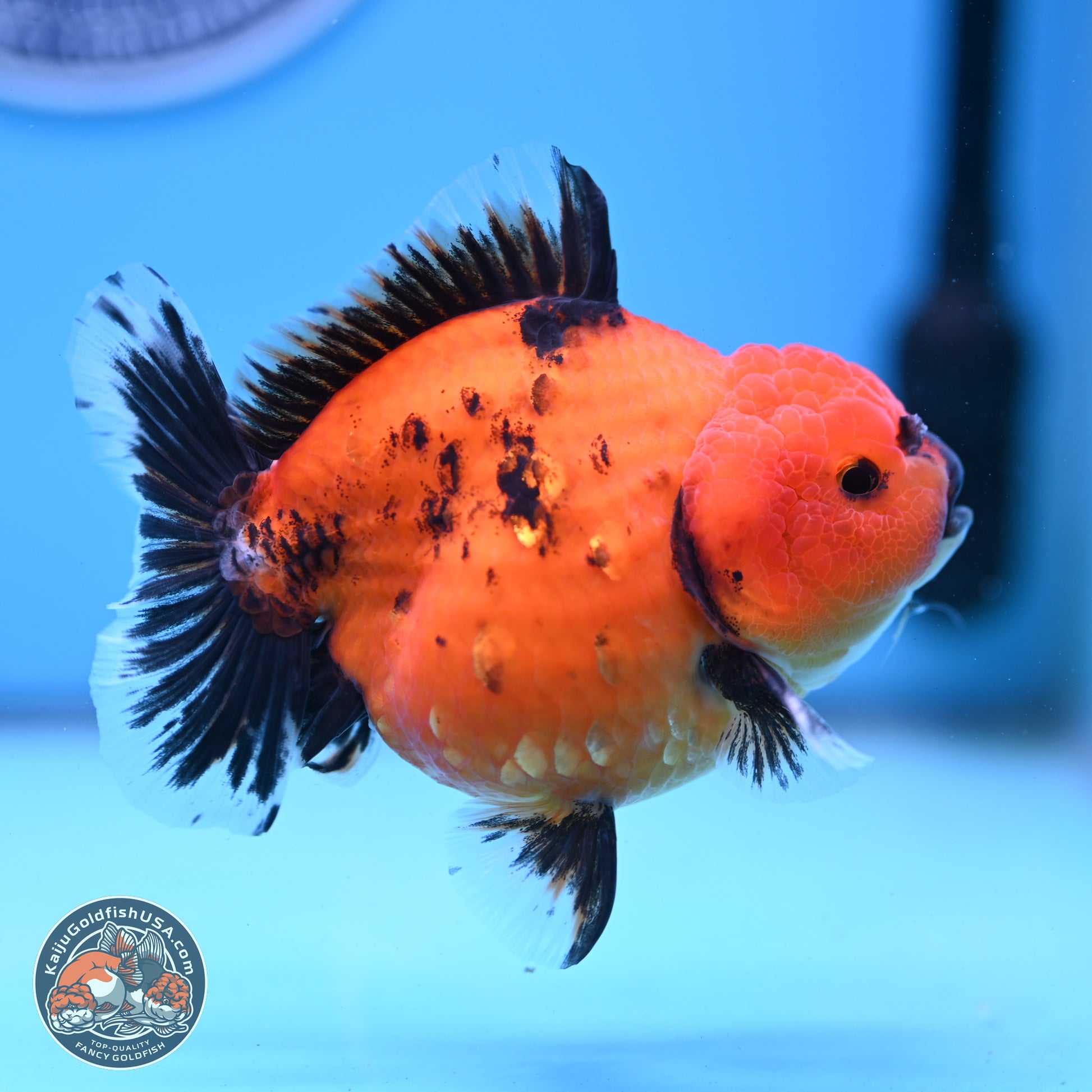 Shogun Tiger/Apache Oranda 4-4.5 inches (241004_OR02) - Kaiju Goldfish USA