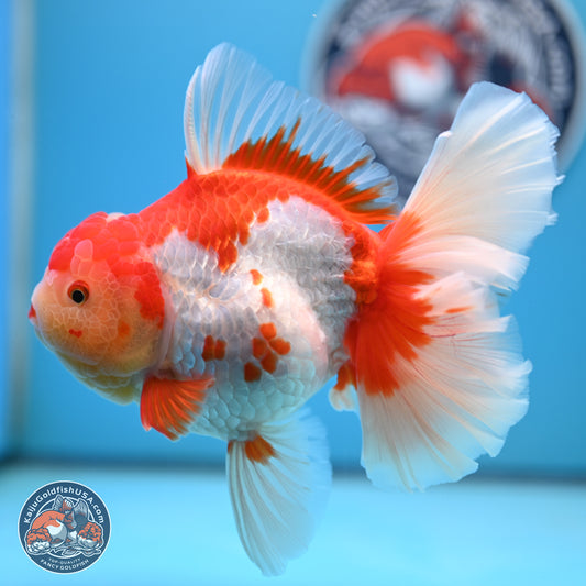 Jumbo Red White Rose Tail Oranda 5 inches Body - Female (250221_OR02)