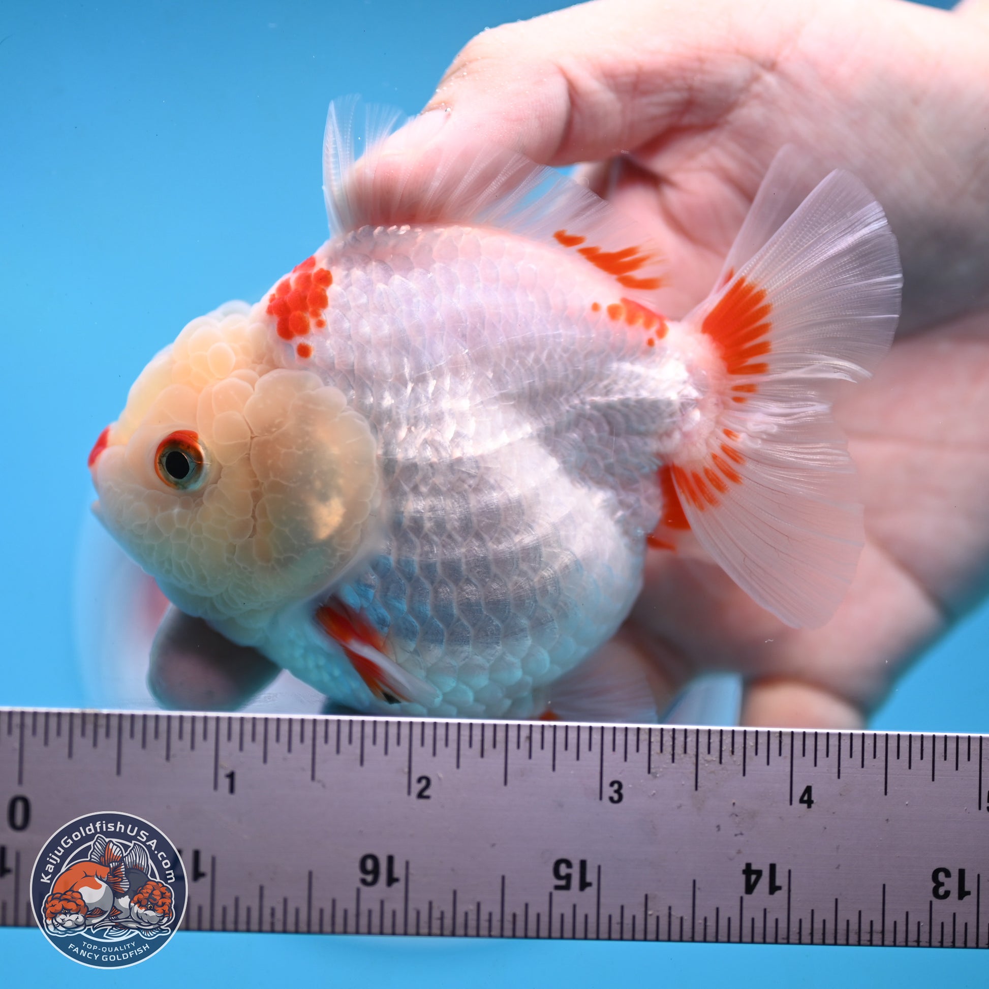 Red White YuanBao Oranda 3.25 inches Body - Female (250103_OR02) - Kaiju Goldfish USA