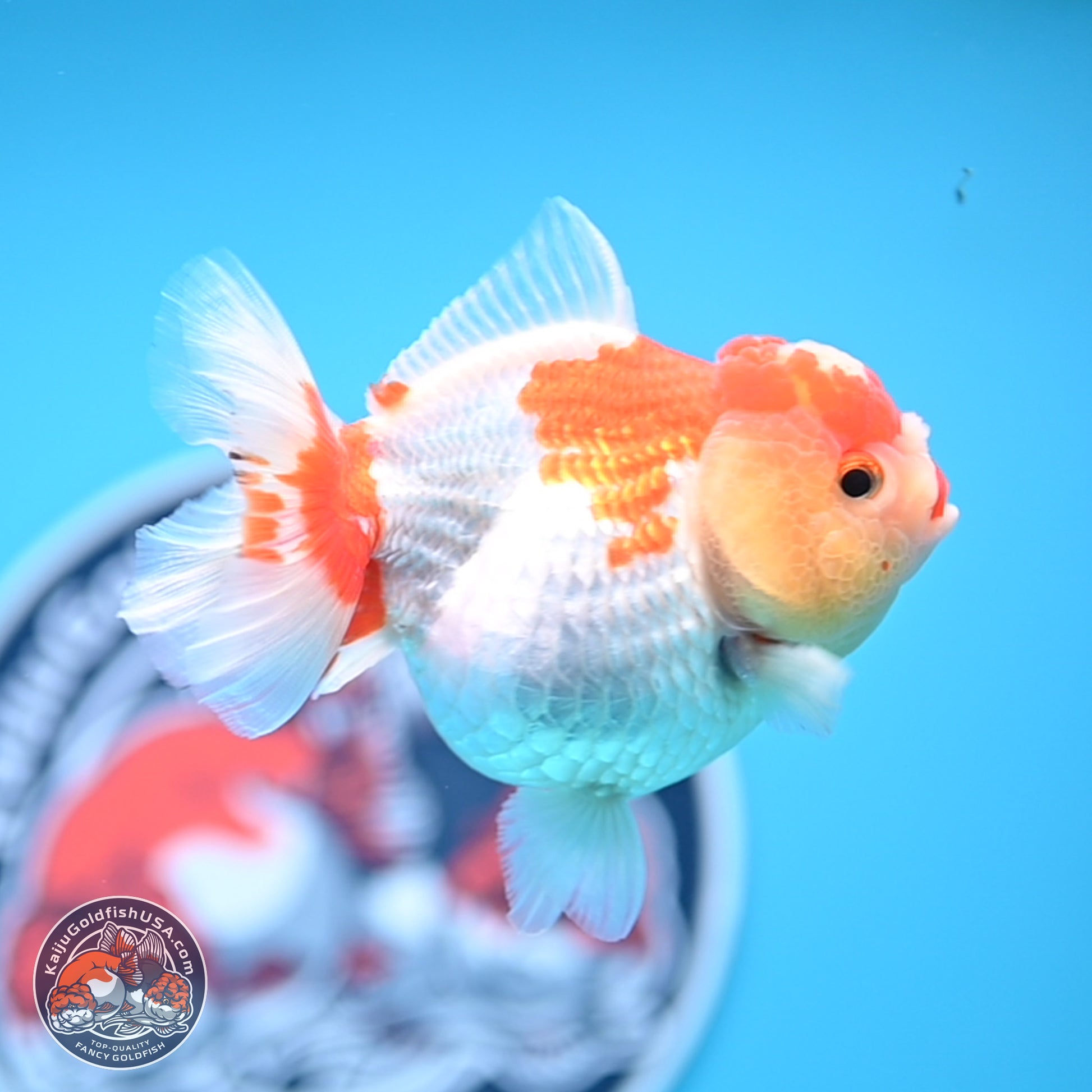 Red White YuanBao Oranda 3.5-4 inches (240927_OR2) - Kaiju Goldfish USA