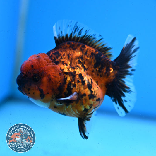 Shogun Tiger Oranda 3.5 inches Body - Male (250418_OR02)