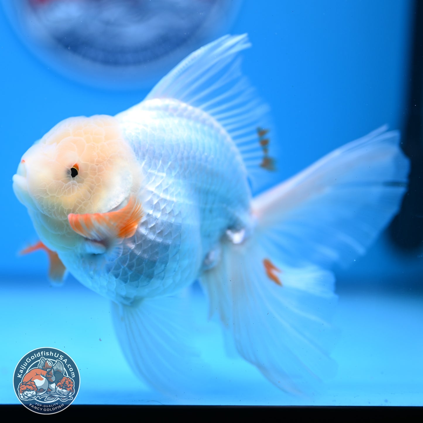 Red White Rose Tail Oranda 4-6 inches (240913_OR02) - Kaiju Goldfish USA