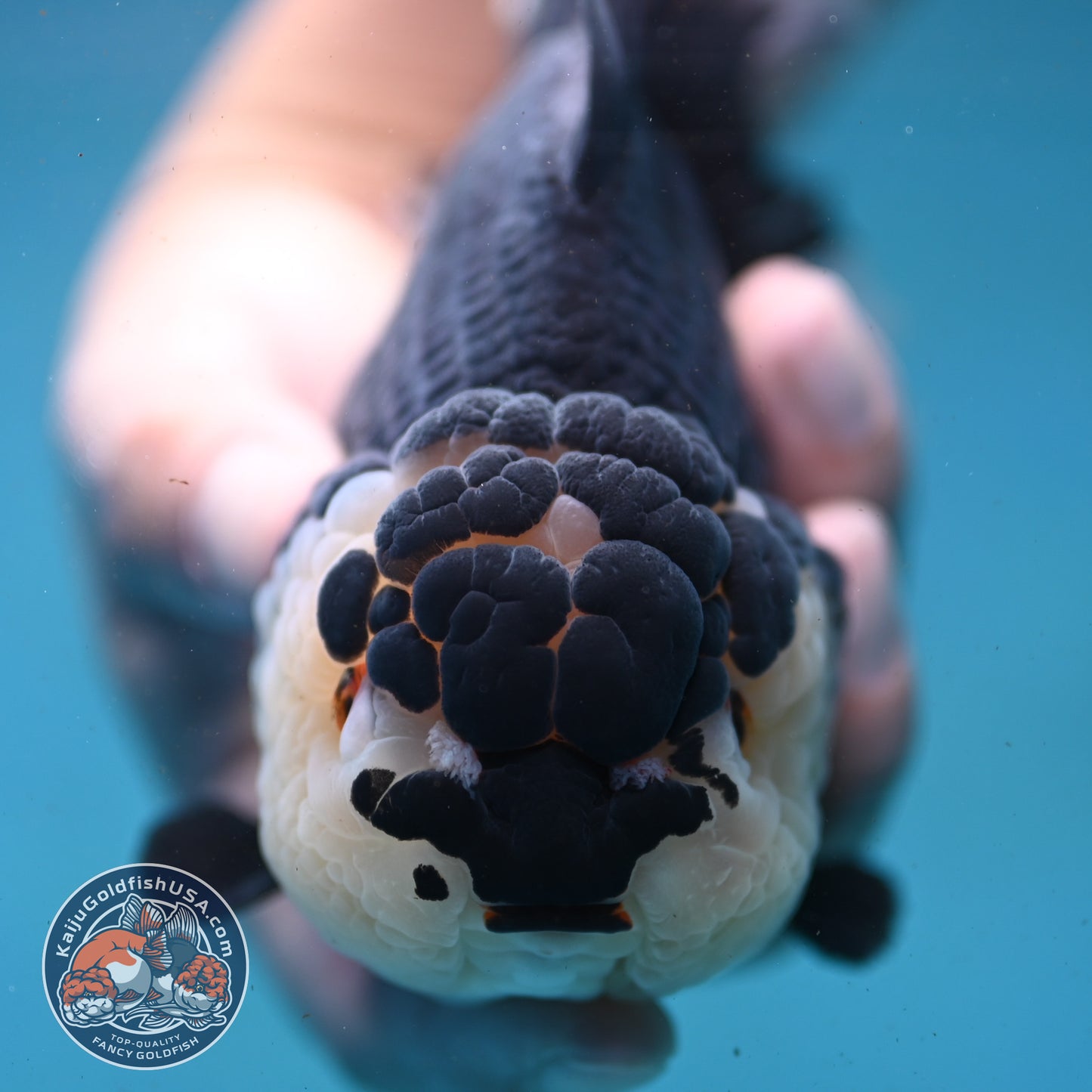 Panda Oranda 4.5 inch Body (250919_OR02)