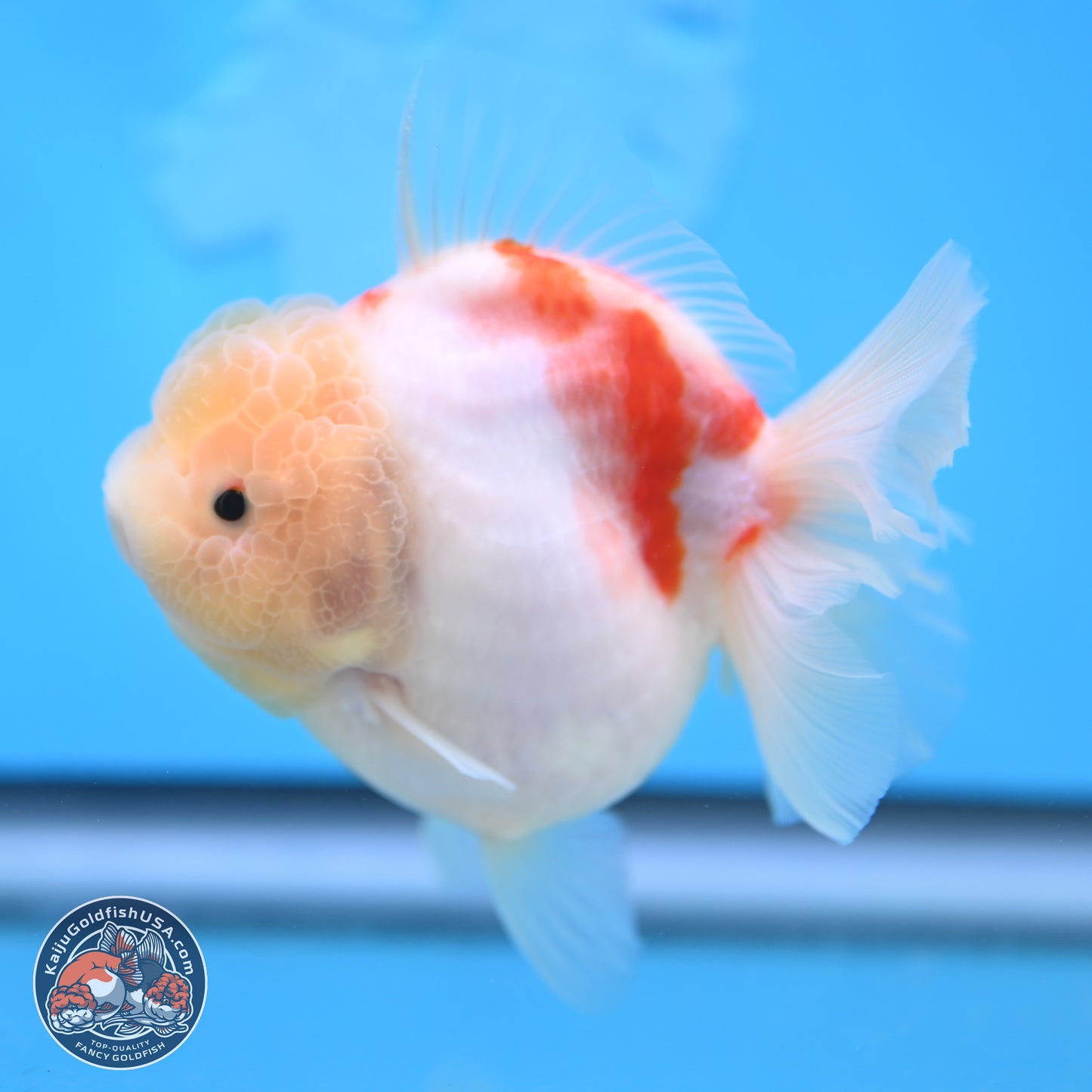 Sakura YuanBao Oranda 3.5 inches Body - Female (250207_OR02)