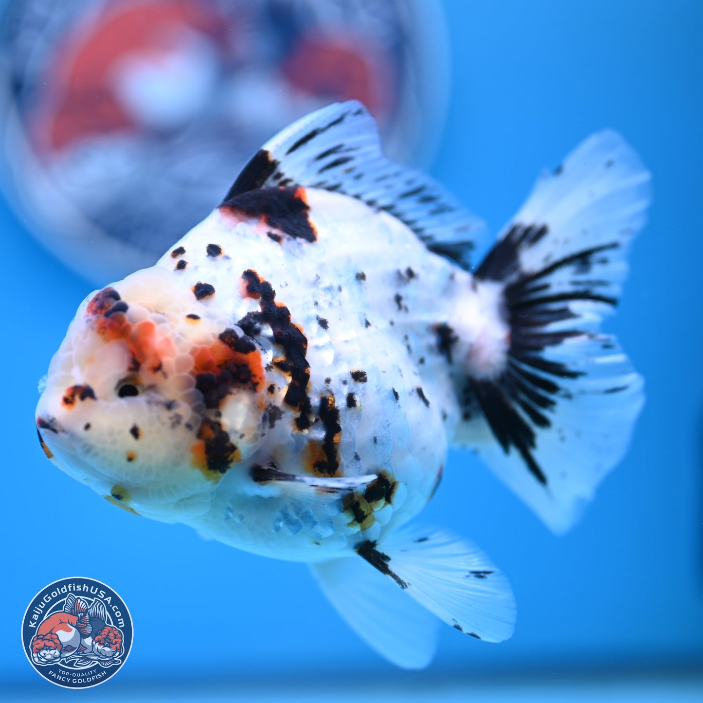 White Tiger Oranda 5.5 inches (241101_OR02) - Kaiju Goldfish USA