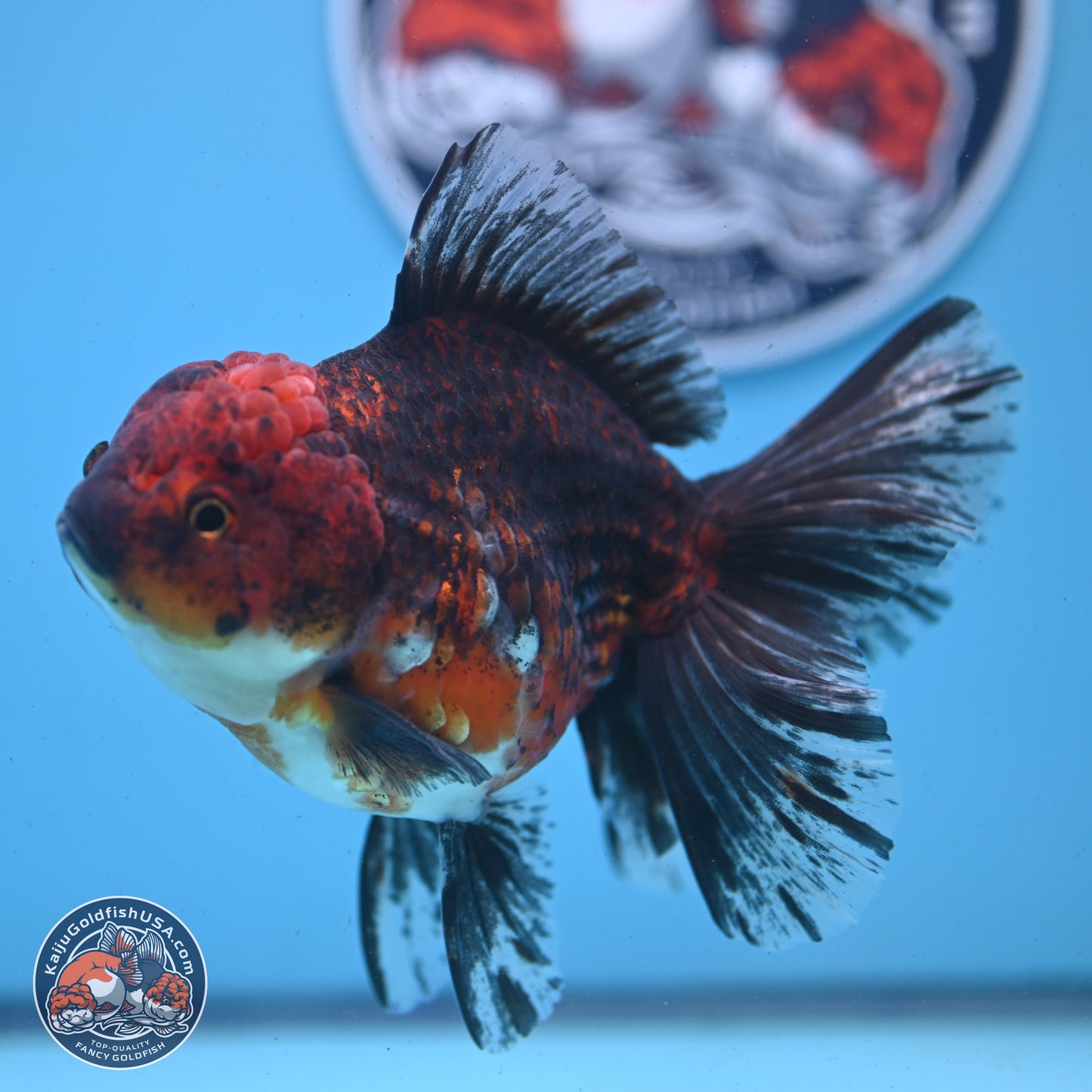 Red Kirin Rose Tail Oranda 6 inches - Female (241122_OR02) - Kaiju Goldfish USA